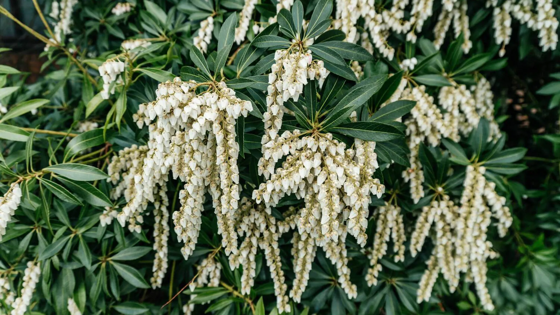 Peiris Pieris japoński (Pieris japonica) – opis. Gdzie sadzić pieris japoński ...