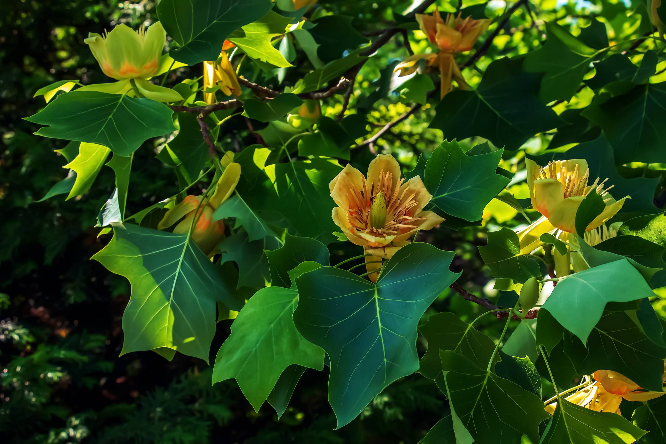 Kwiaty tulipanowca amerykańskiego