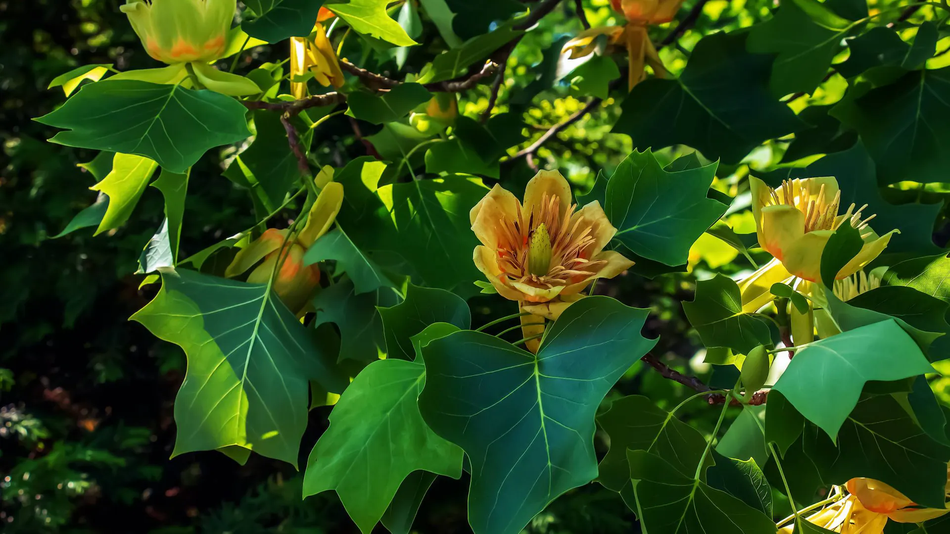 Kwiaty tulipanowca amerykańskiego