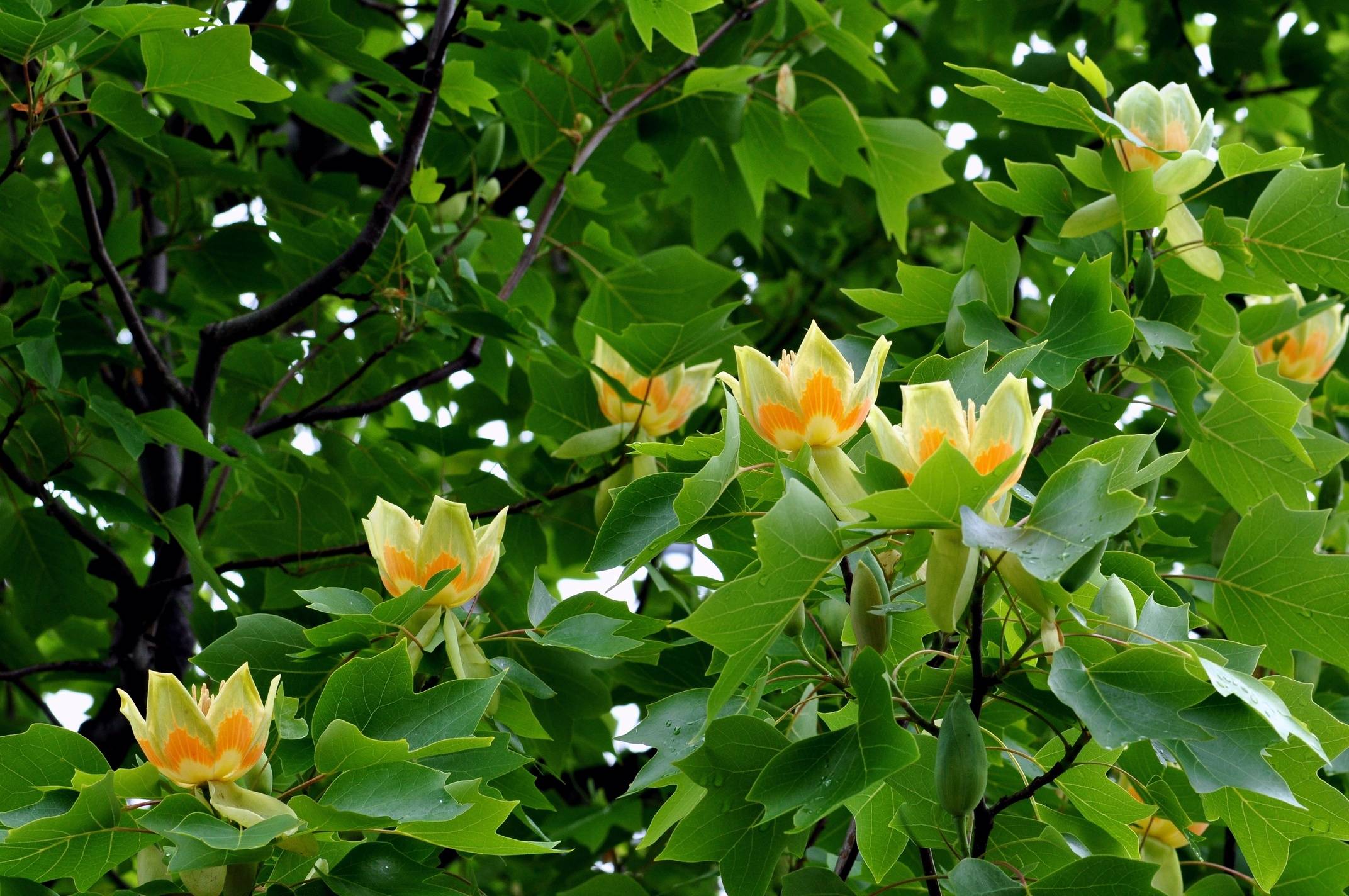 Dwukolorowe kwiatostany tulipanowca