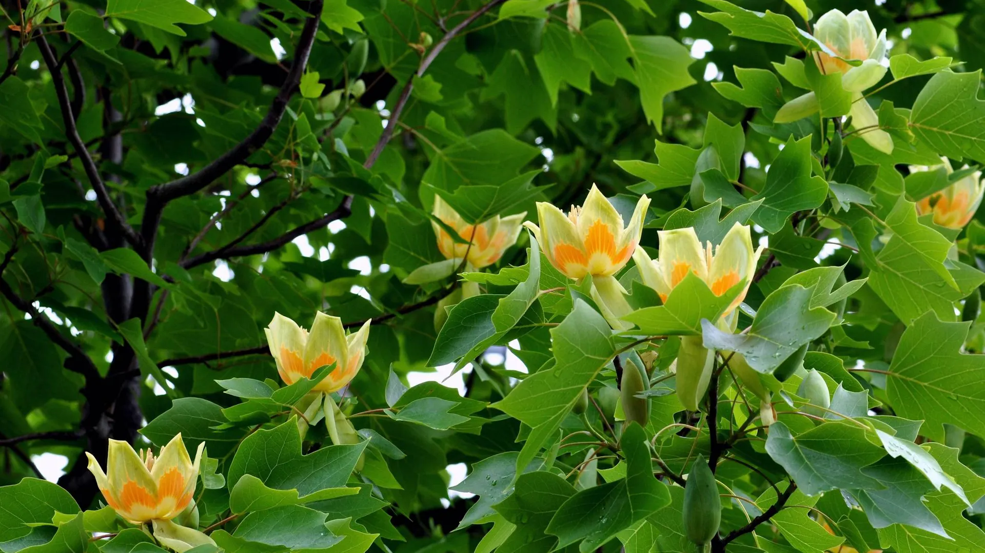 Dwukolorowe kwiatostany tulipanowca
