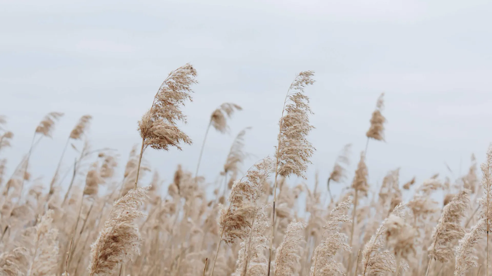 trawy ozdobne do ogrodu