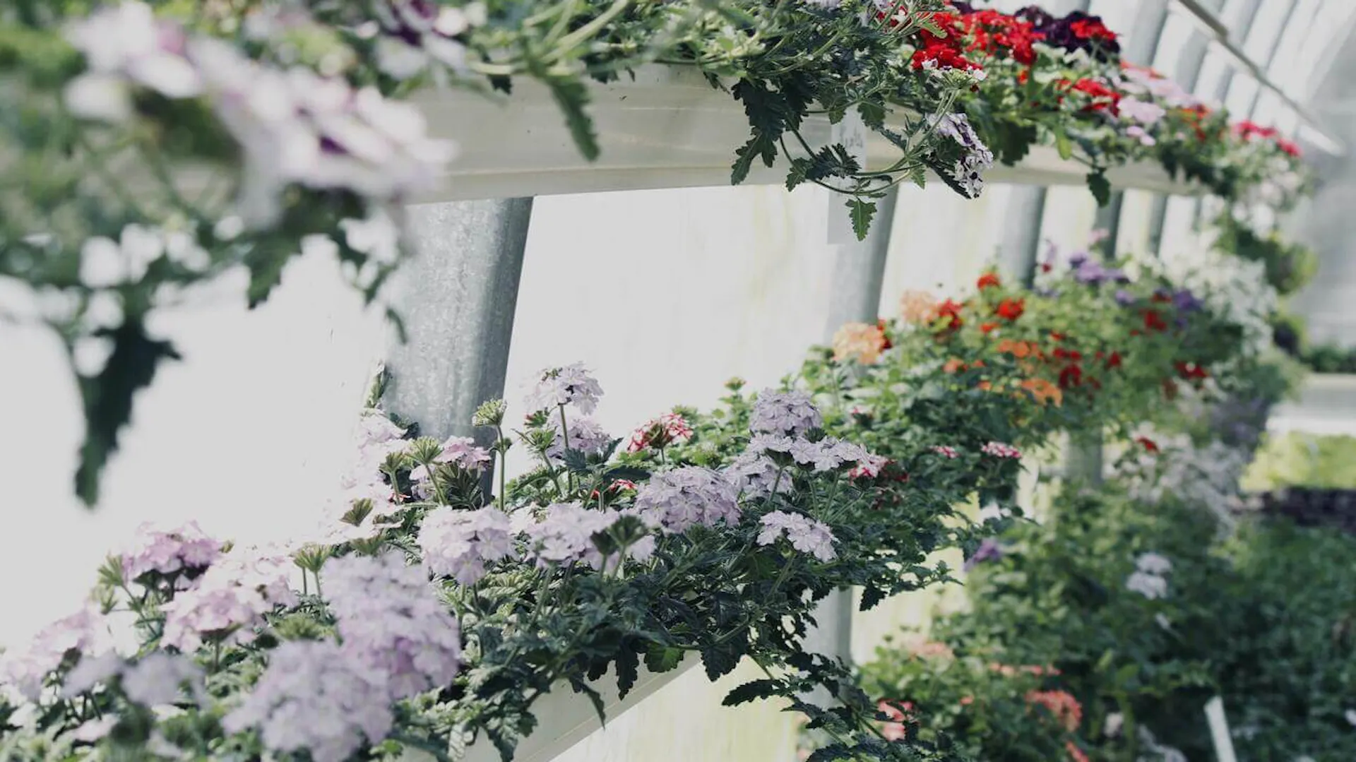 Przykłady roślin kubłowych do uprawy w donicach lub pojemnikach na tarasie lub w ogrodzie