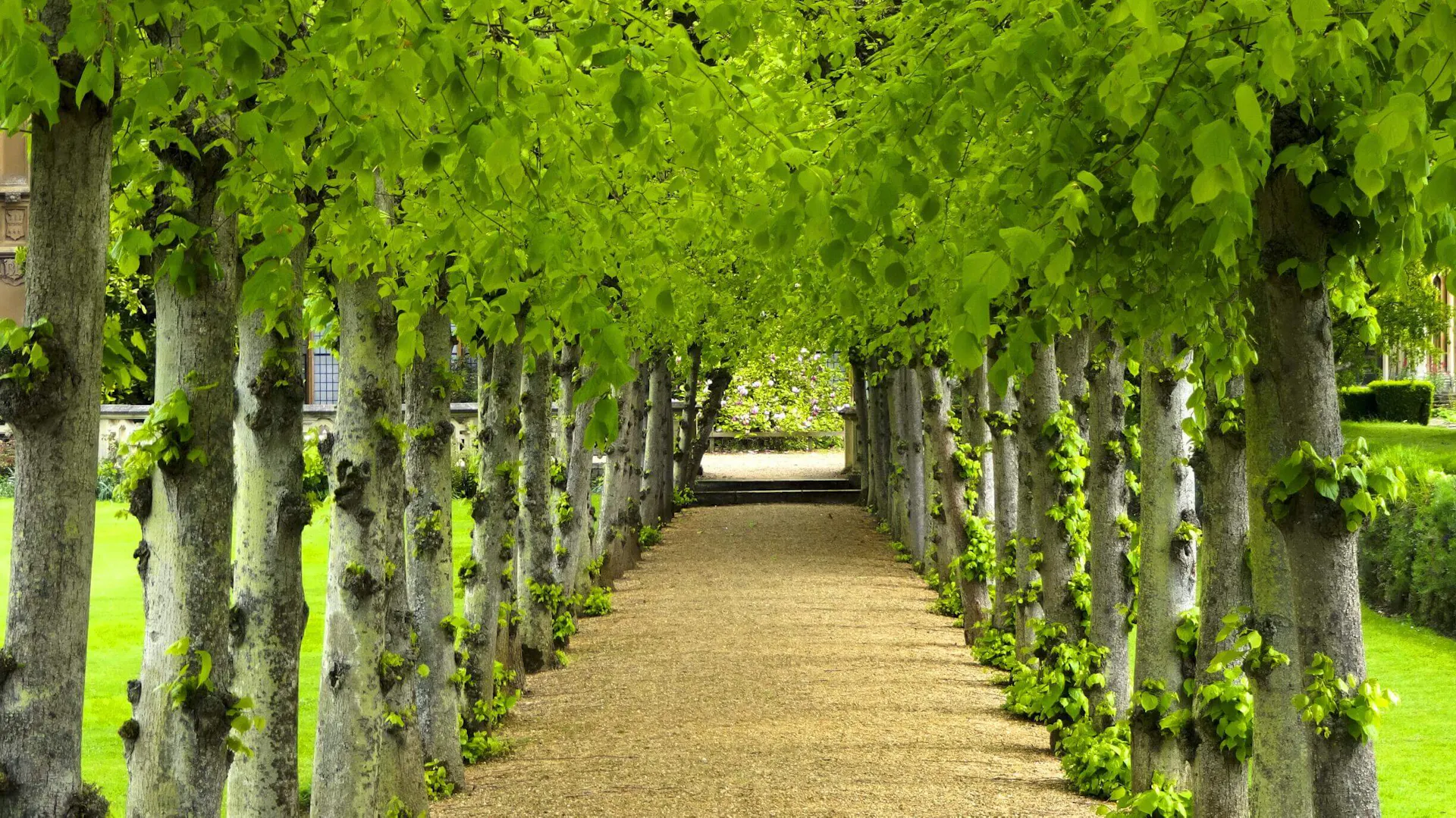 Alejka drzew liściastych