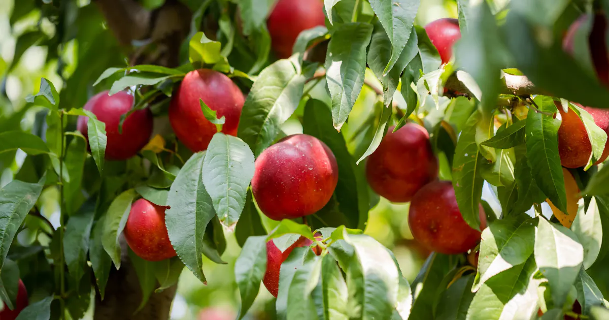 Nektaryna (Prunus persica var. nucipersica) – opis. Jak dbać o ...