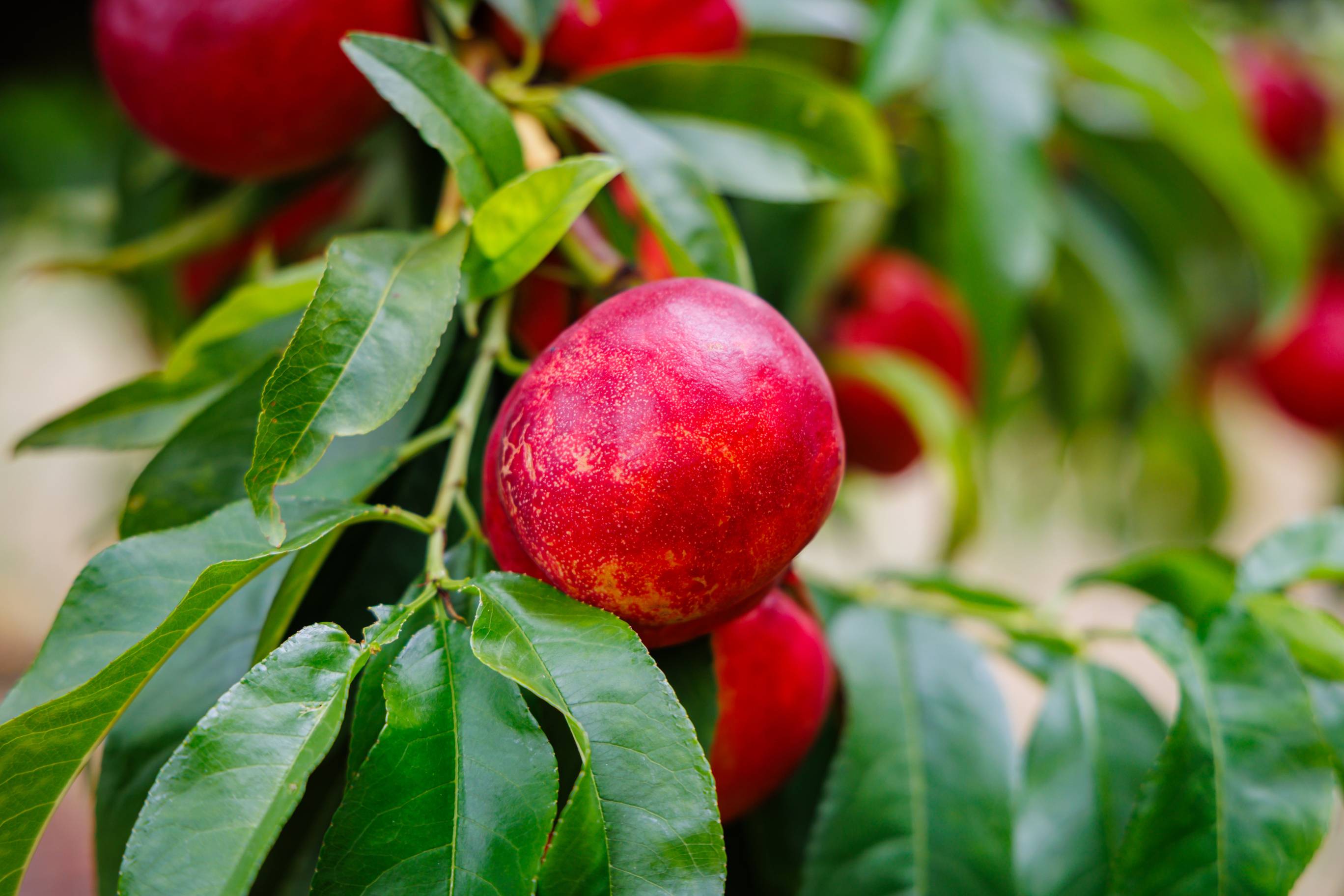 Nektaryna (Prunus persica var. nucipersica) – opis. Jak dbać o ...