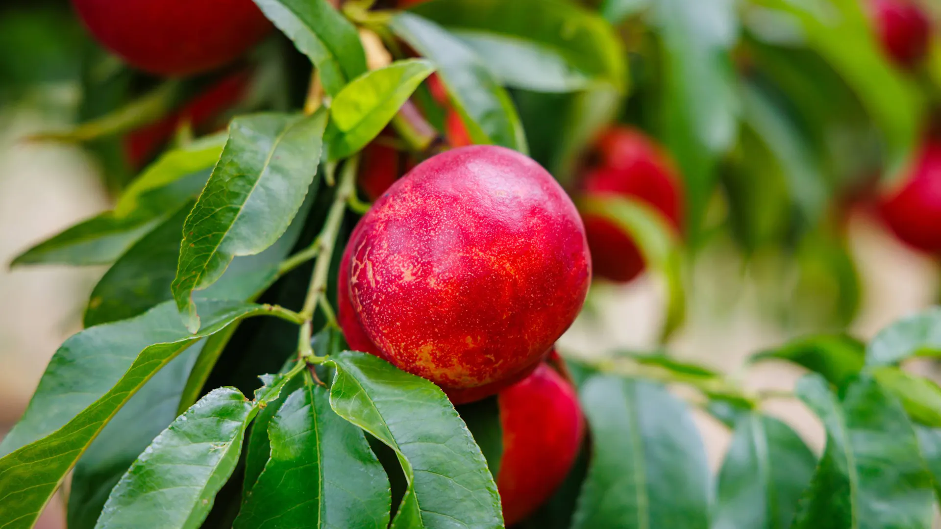 Nektaryna (Prunus persica var. nucipersica) – opis. Jak dbać o ...