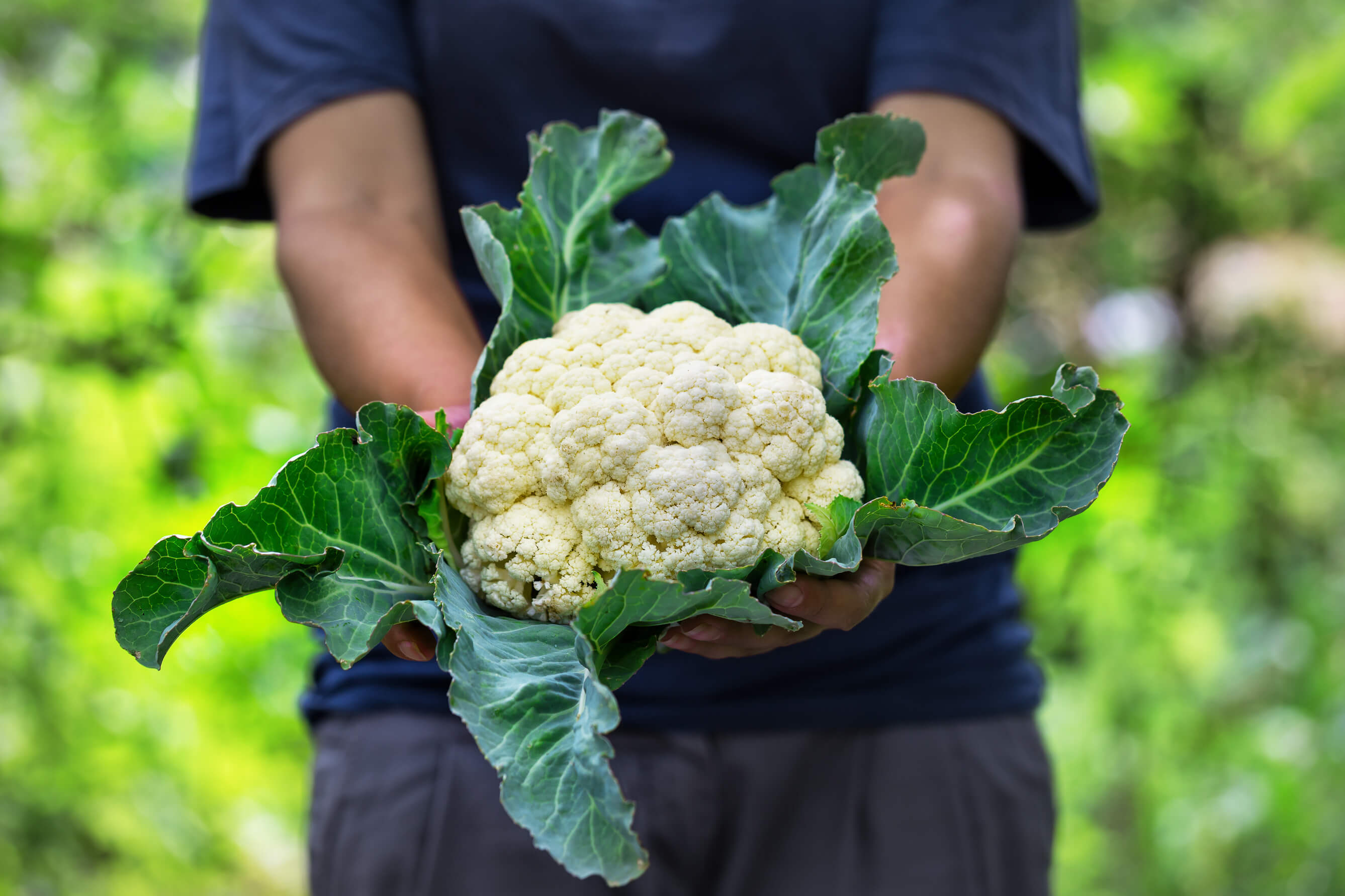Mężczyzna trzyma w dłoniach kalafior z rozpiętymi liśćmi.