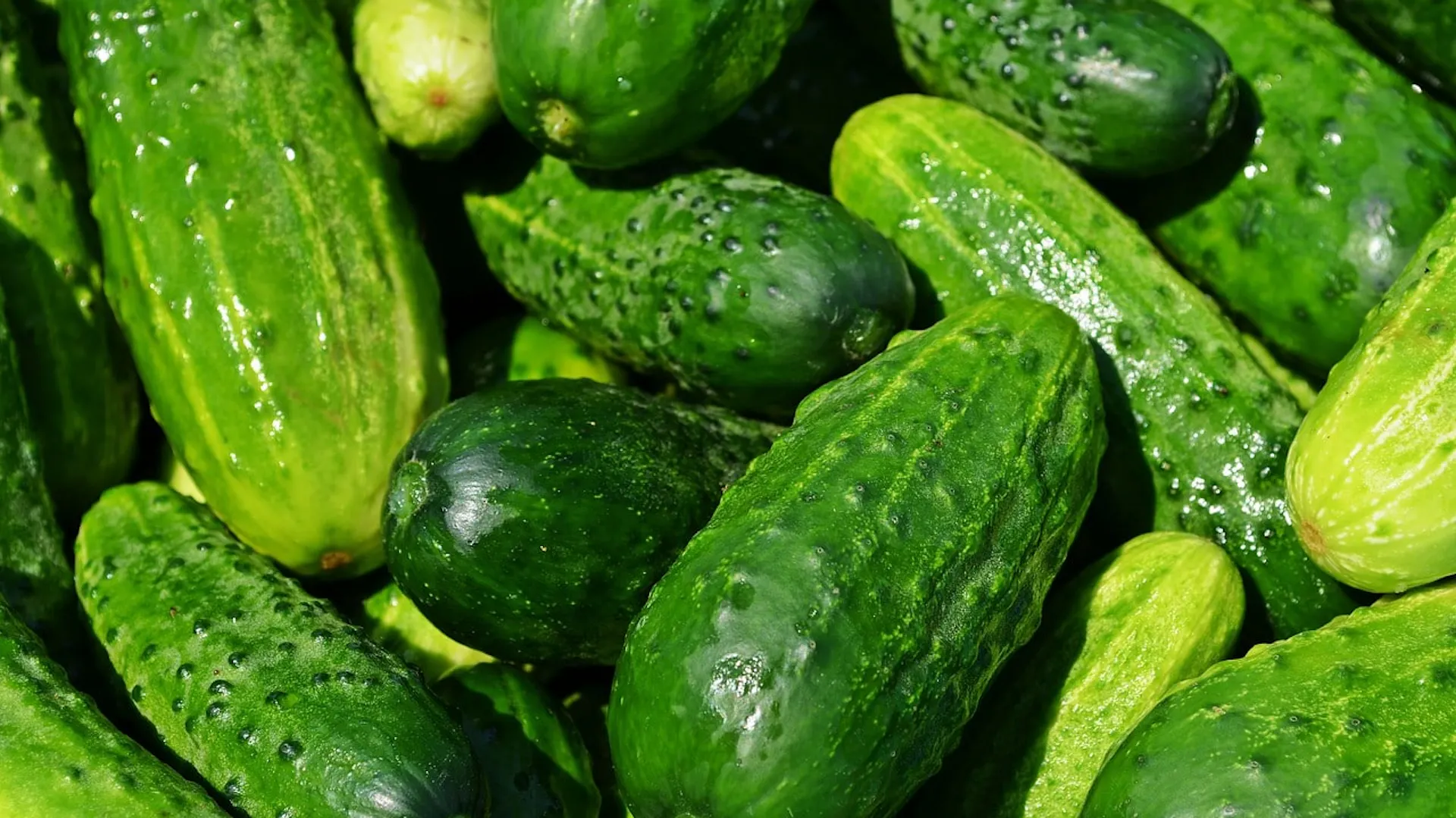 Uprawa ogórków gruntowych