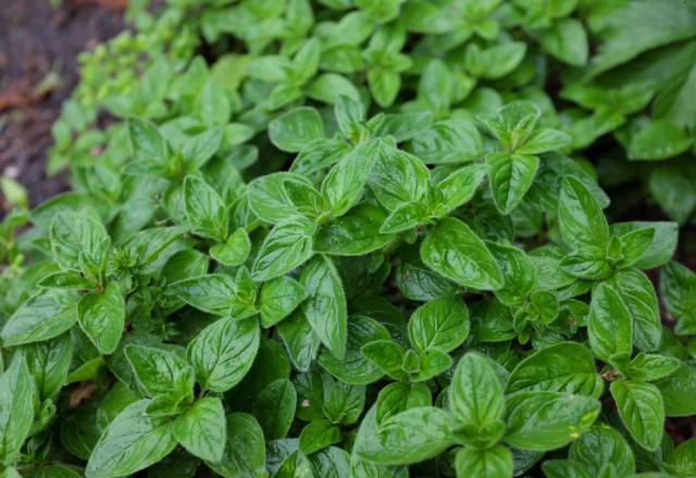 Zielone pędy oregano.