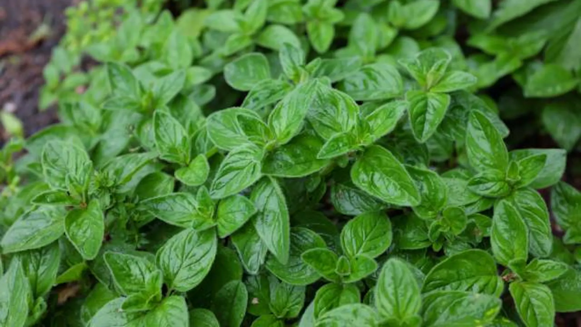 Zielone pędy oregano.
