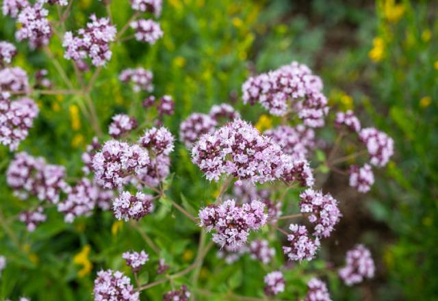 Różowo-fioletowe kwiatostany oregano.