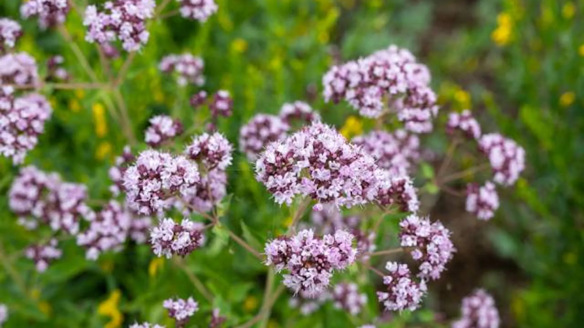 Różowo-fioletowe kwiatostany oregano.