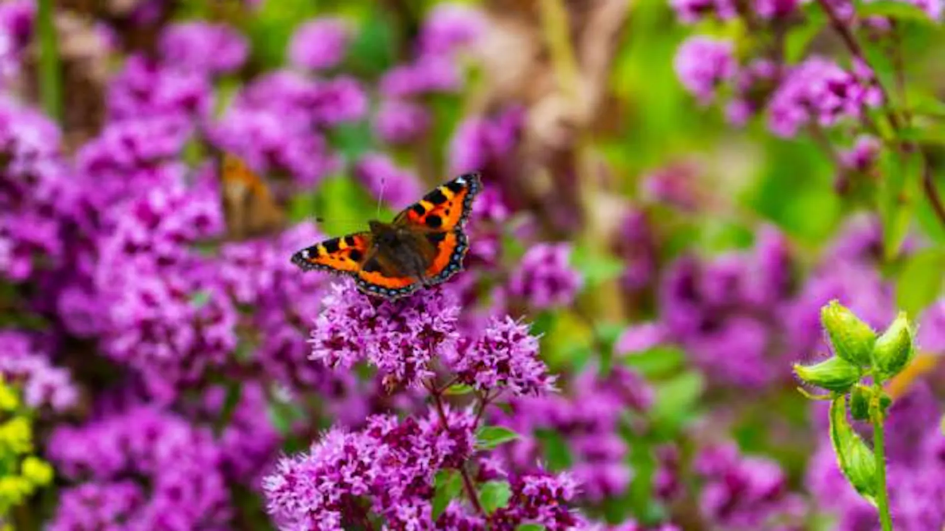 Fioletowe kwiaty. Na szczycie siedzi pomarańczowo-czarny motyl.