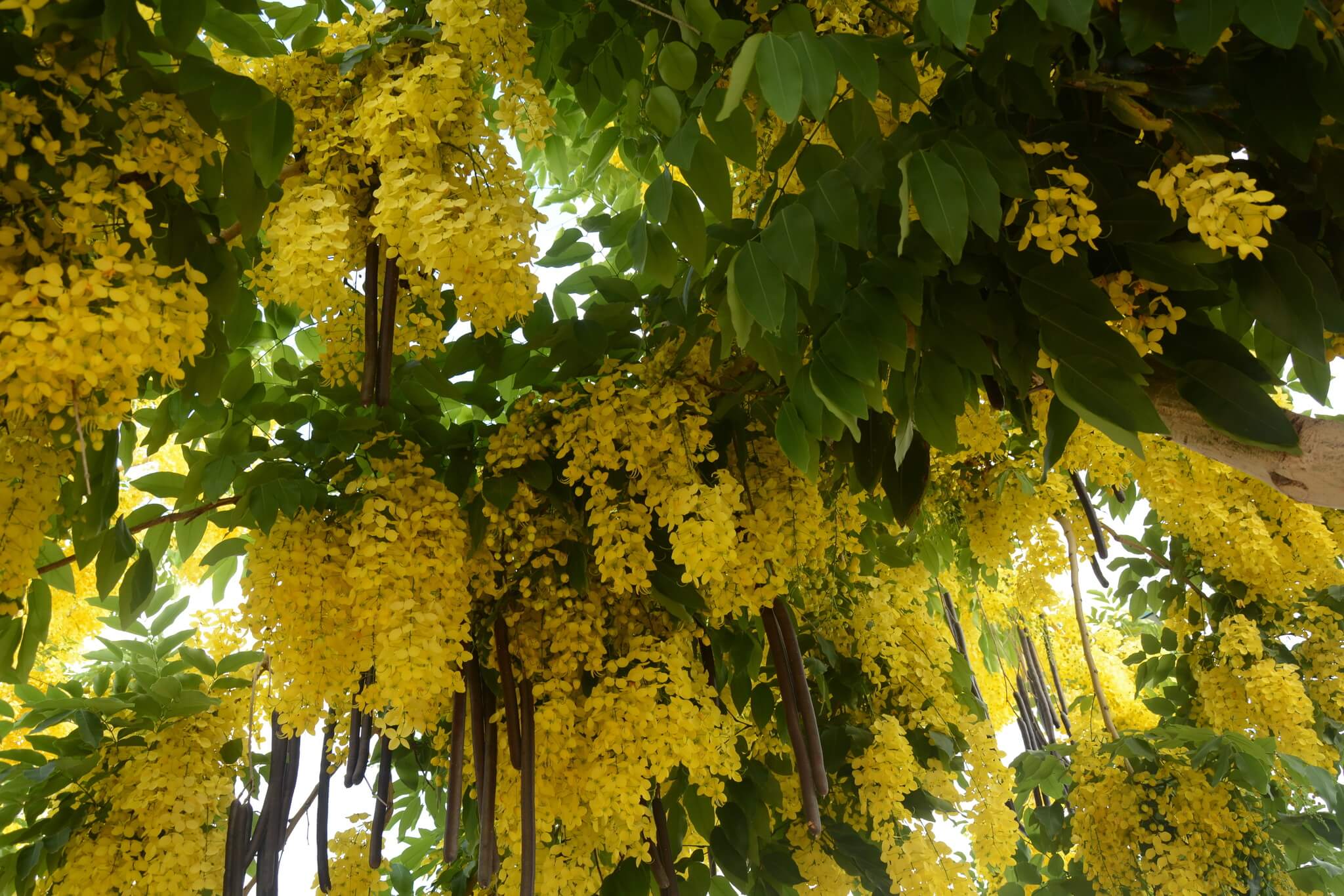 Cassia – kwiaty i strąki