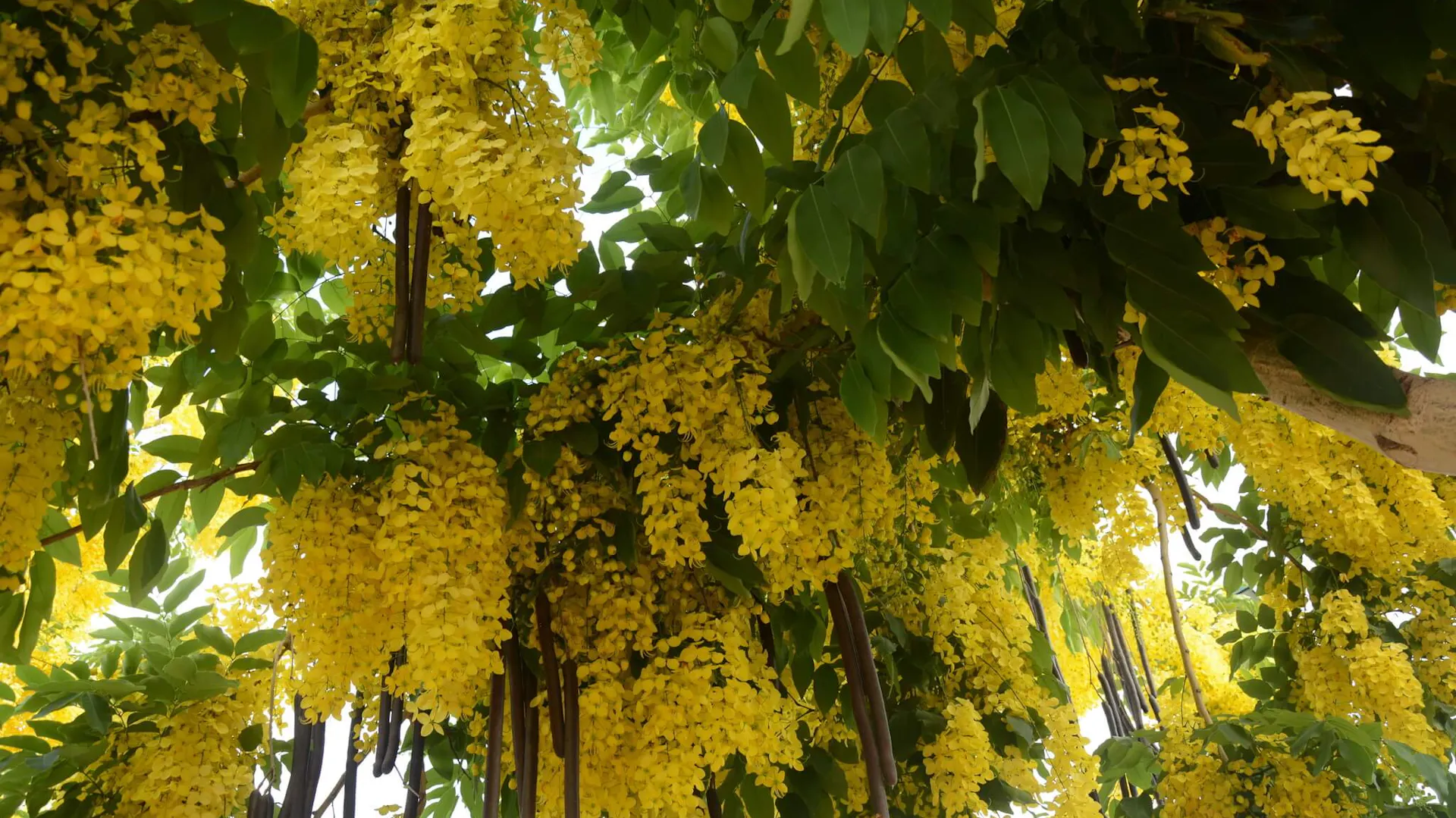 Cassia – kwiaty i strąki