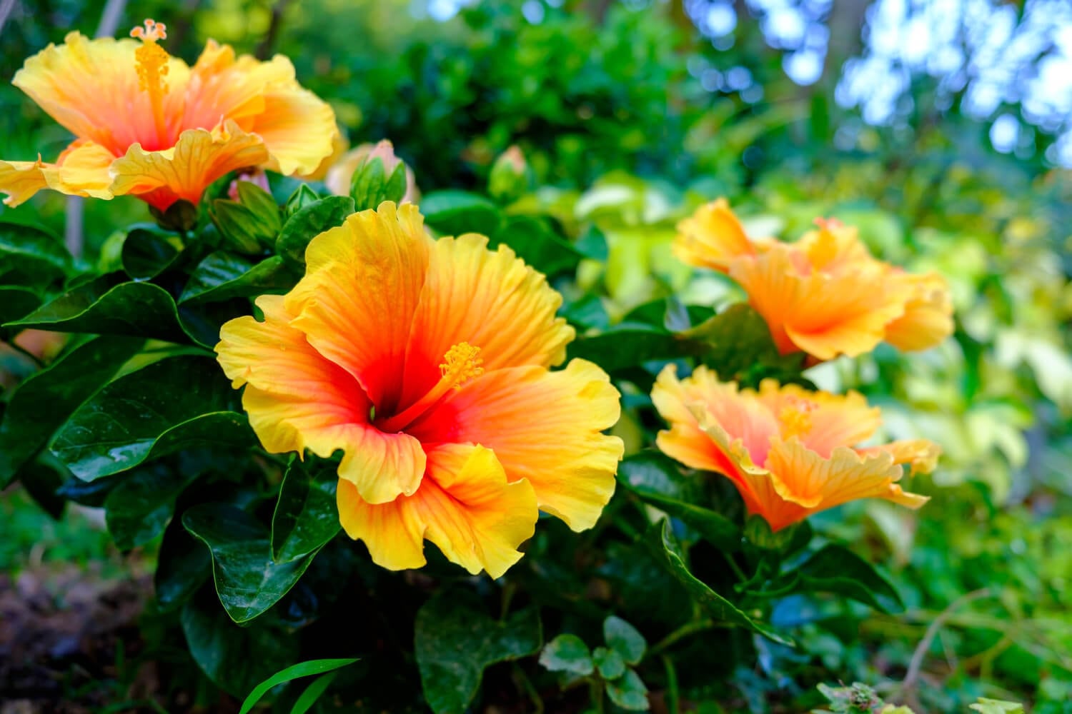 Hibiskus ogrodowy ma duże, żółte kwiaty