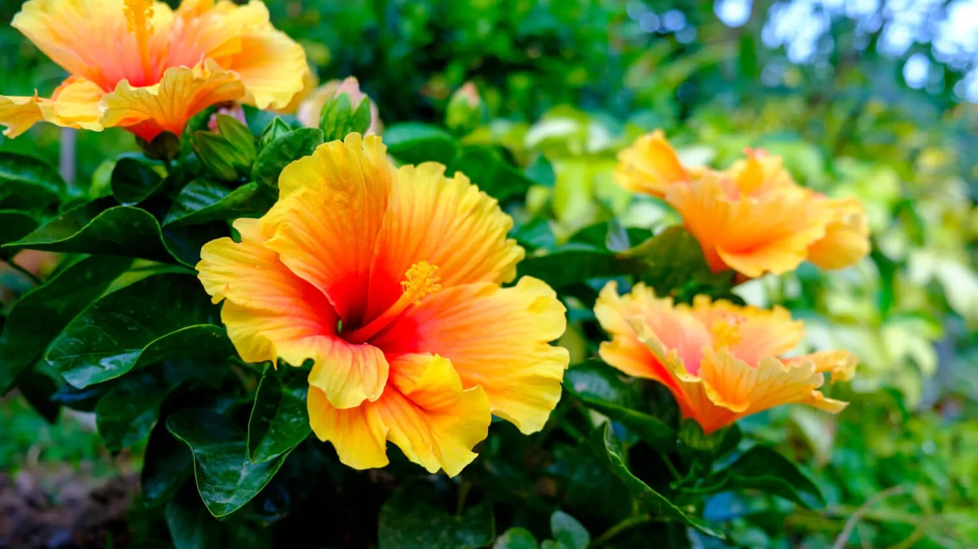 Hibiskus ogrodowy ma duże, żółte kwiaty