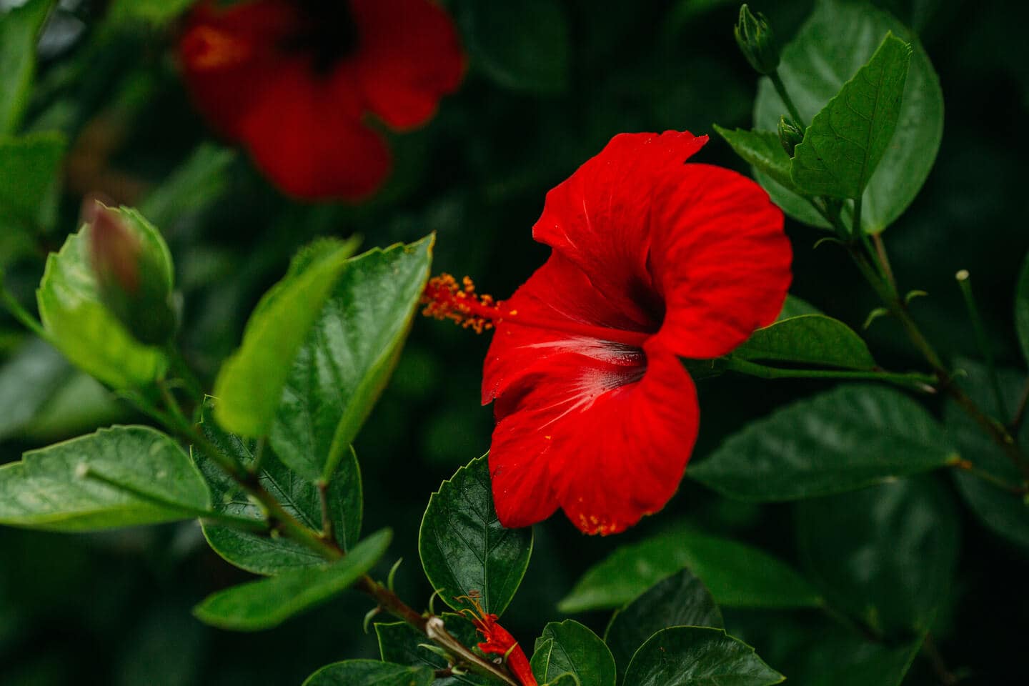Odmiana hibiskusa o soczyście czerwonych kwiatach i ciemnych liściach