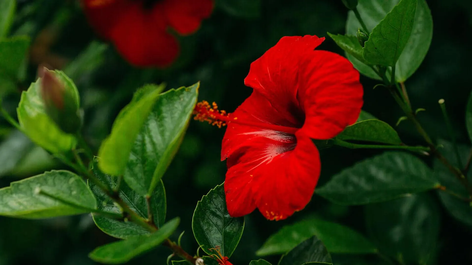 Odmiana hibiskusa o soczyście czerwonych kwiatach i ciemnych liściach
