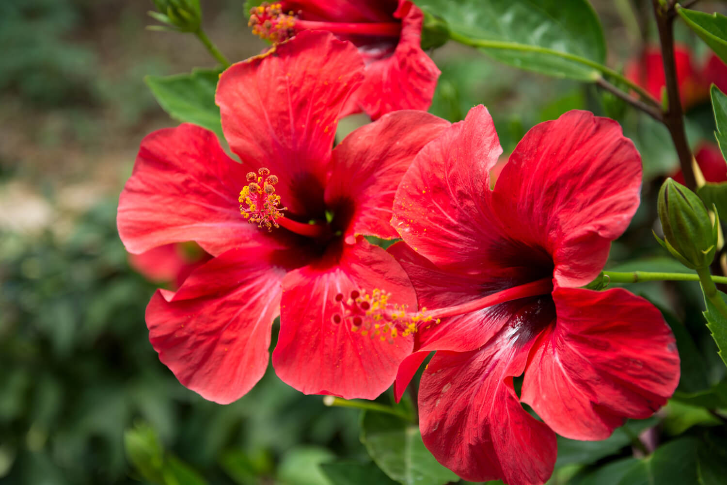 Jasnoczerwone kwiaty hibiskusa