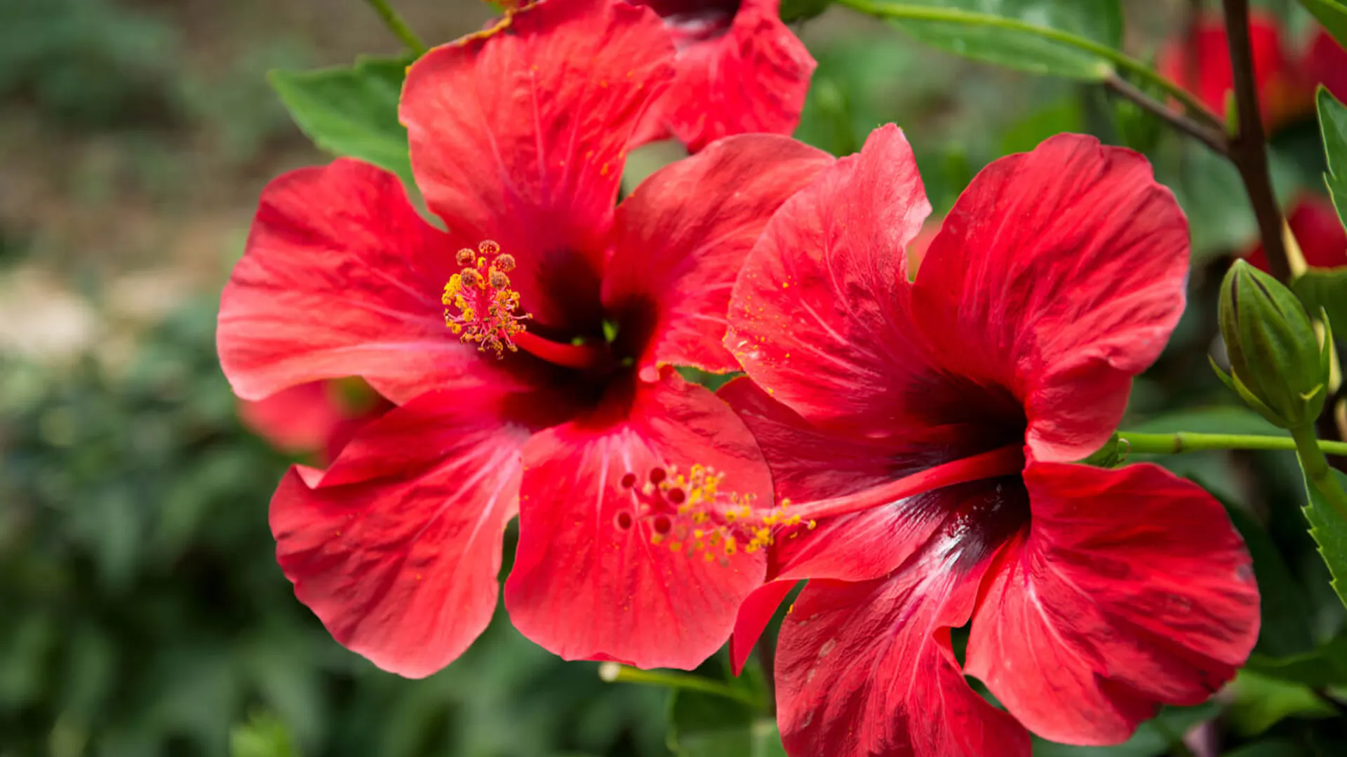 Jasnoczerwone kwiaty hibiskusa