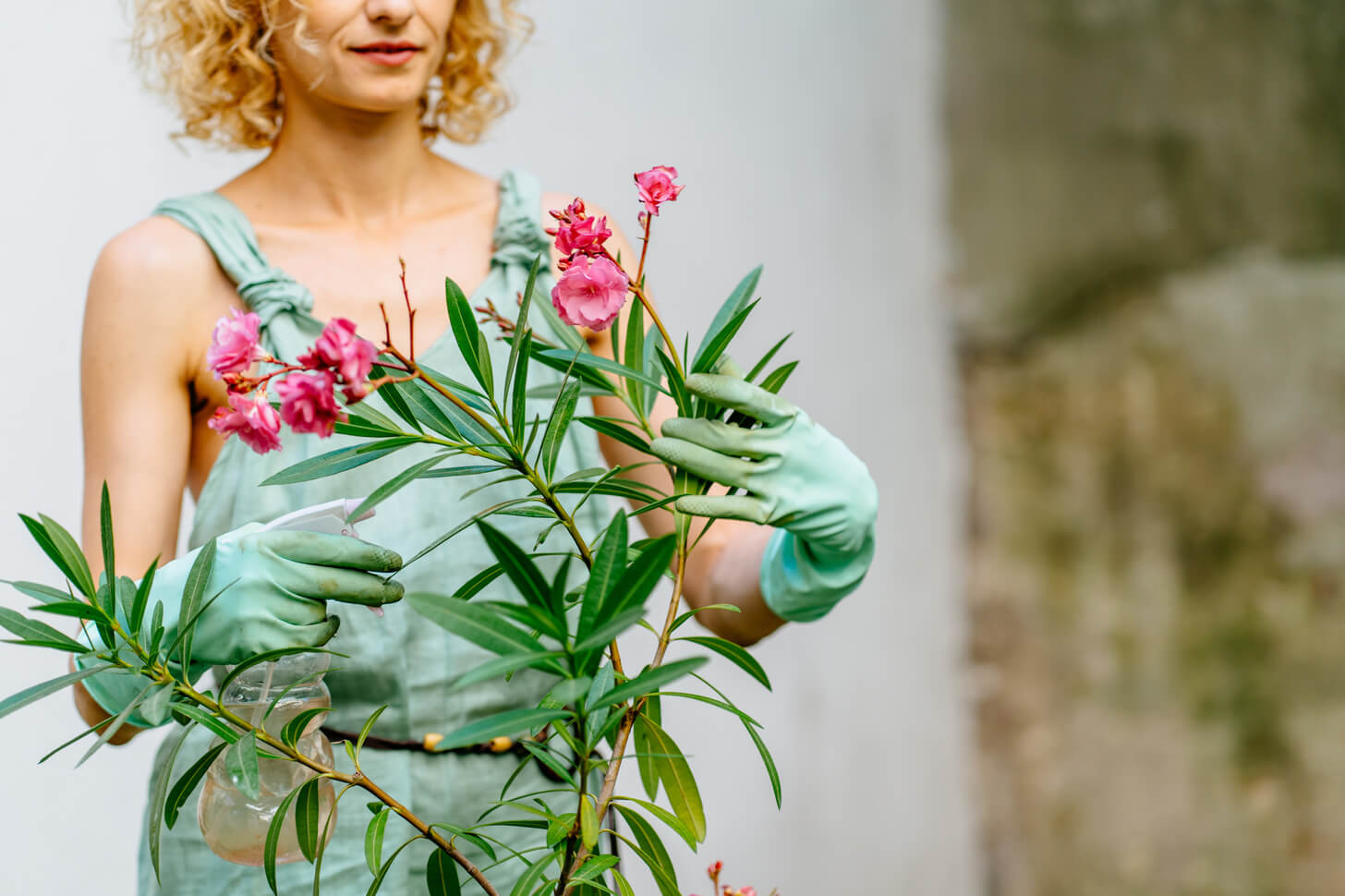 Kobieta pielęgnuje oleander na tarasie