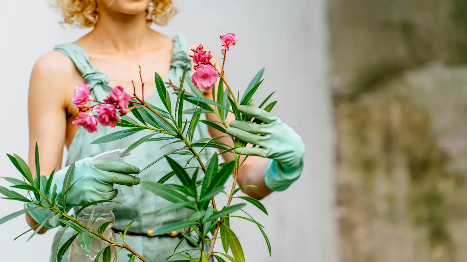 Kobieta pielęgnuje oleander na tarasie