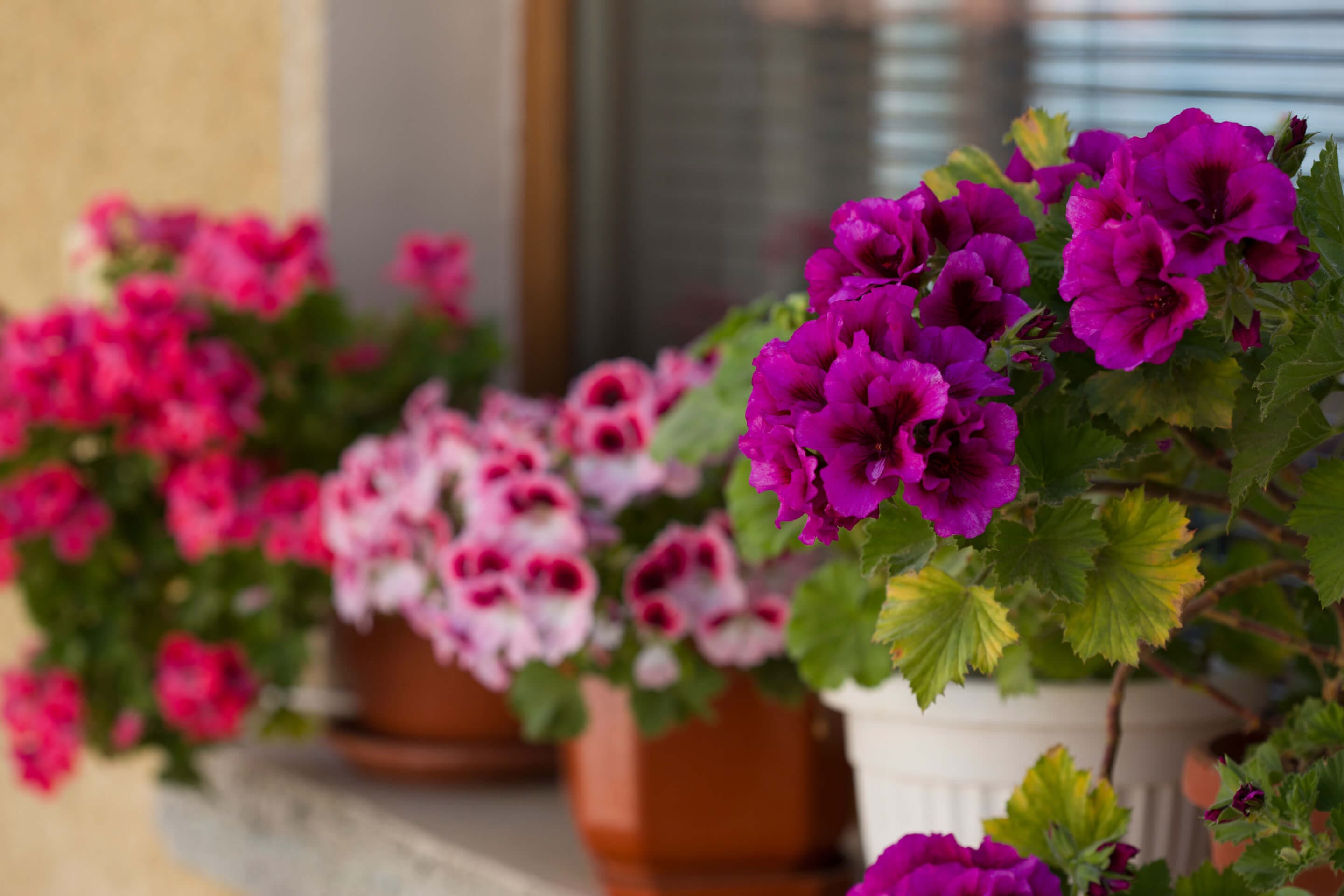 Kolorowe pelargonie na balkonie, wśród nich kwiat anginka.