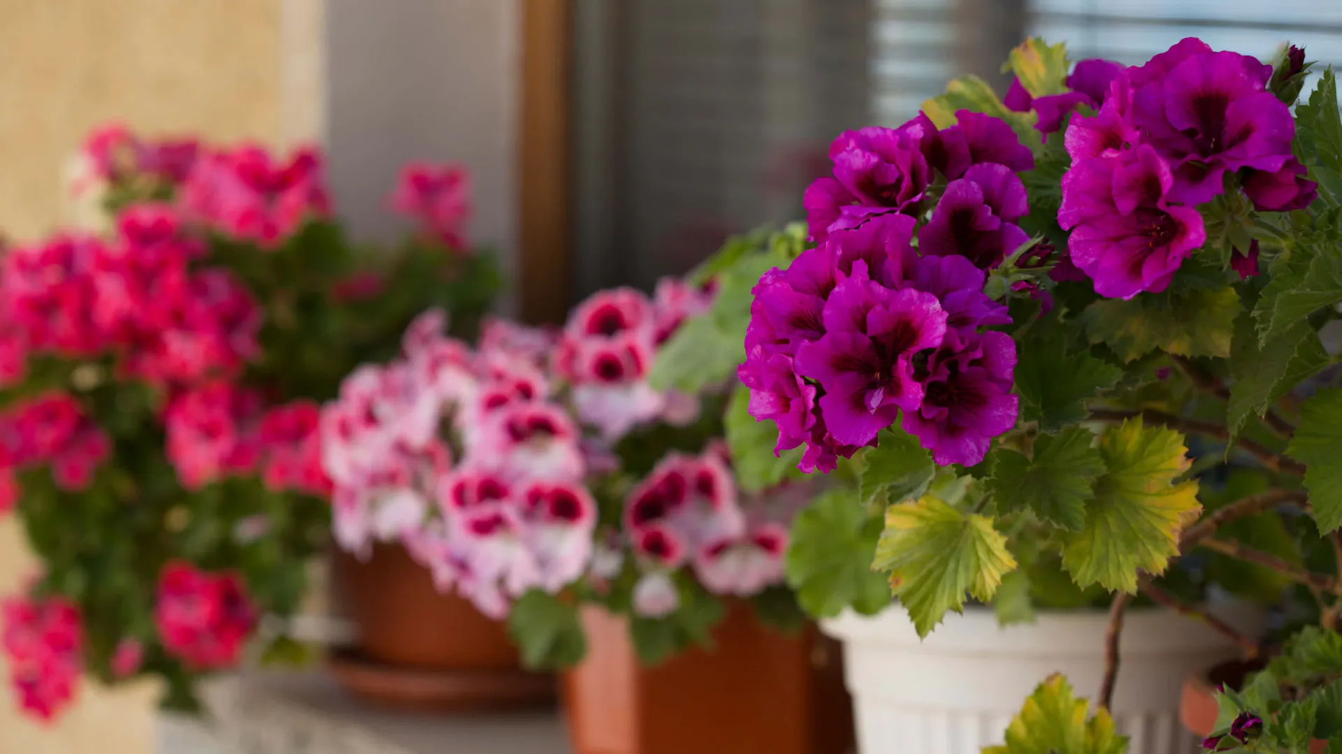 Kolorowe pelargonie na balkonie, wśród nich kwiat anginka.