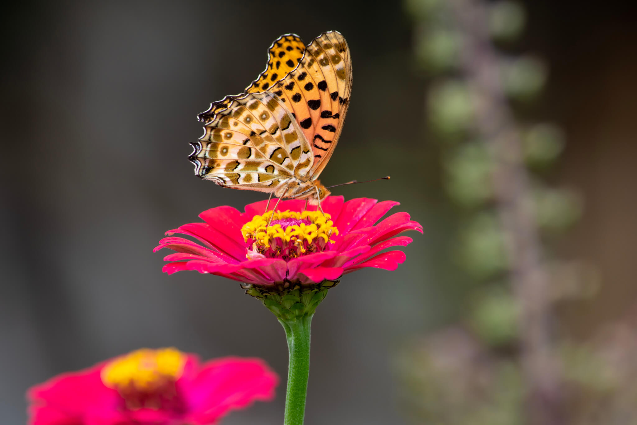Motyl na cynii wytwornej
