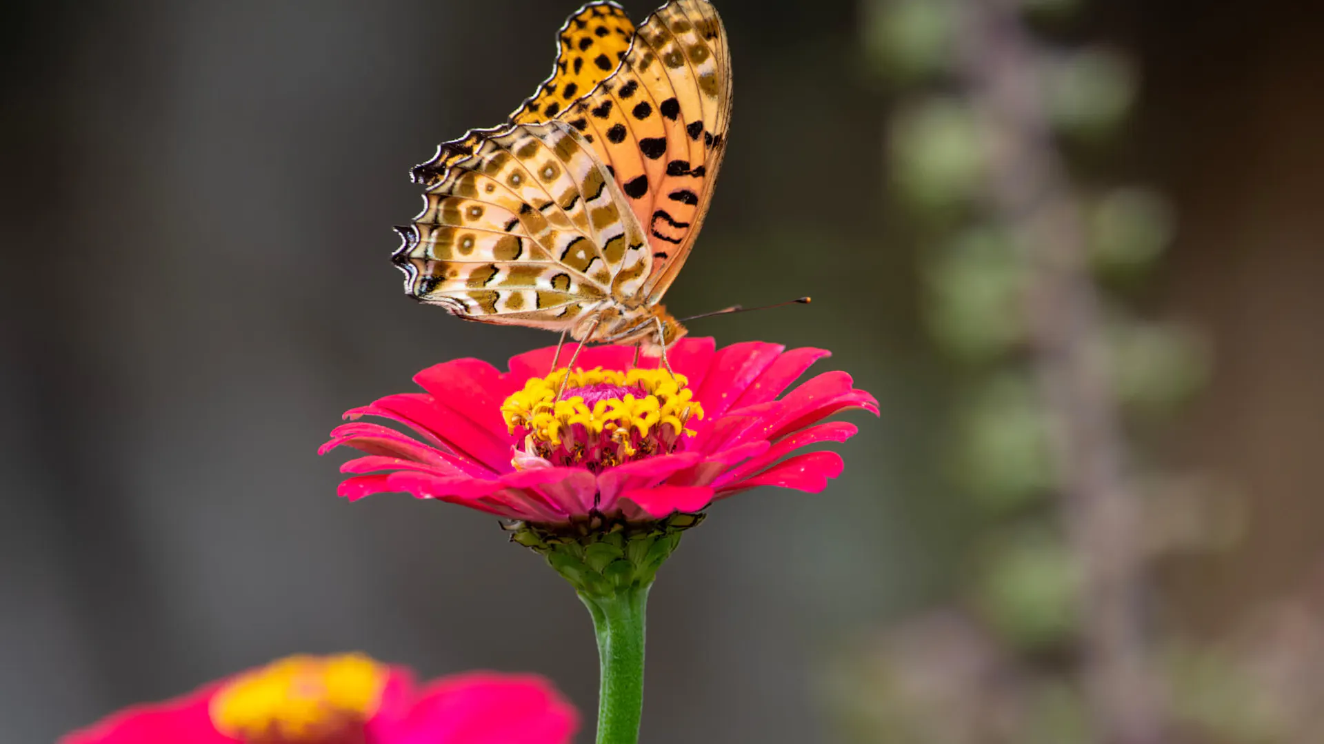 Motyl na cynii wytwornej