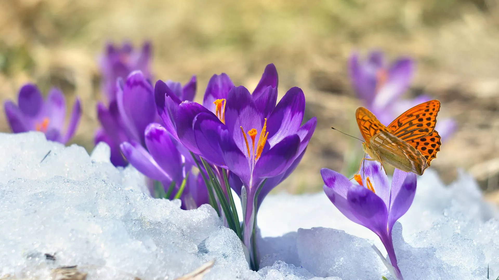 Motyl na krokusie