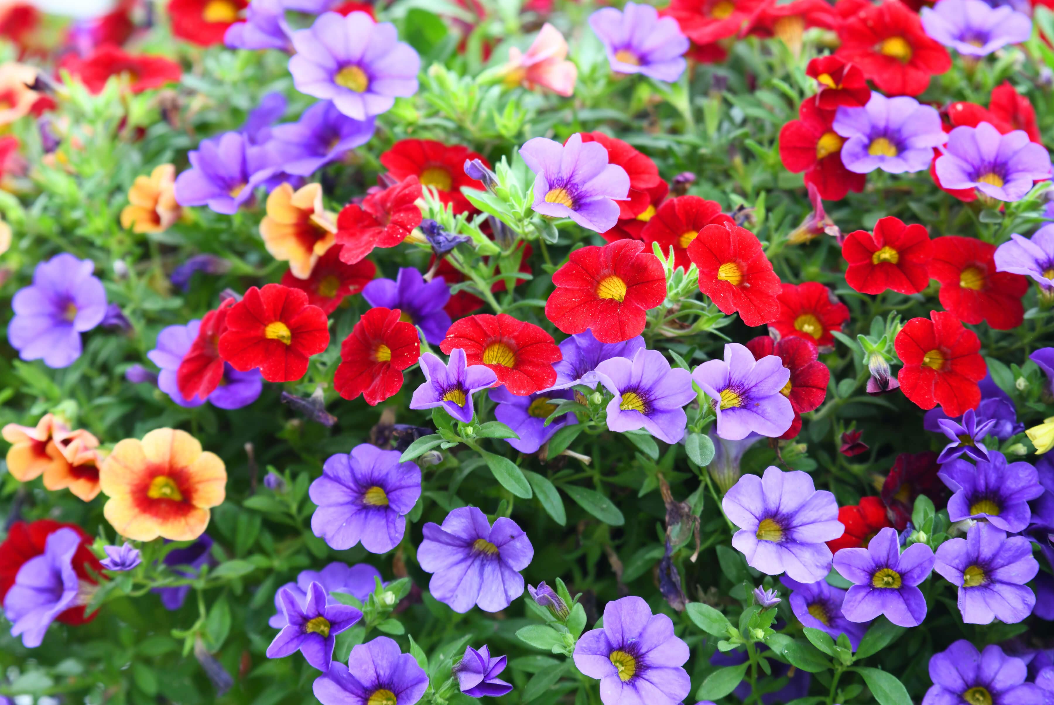 Czerwone, fioletowe i pomarańczowe kwiaty petunia hibrida.