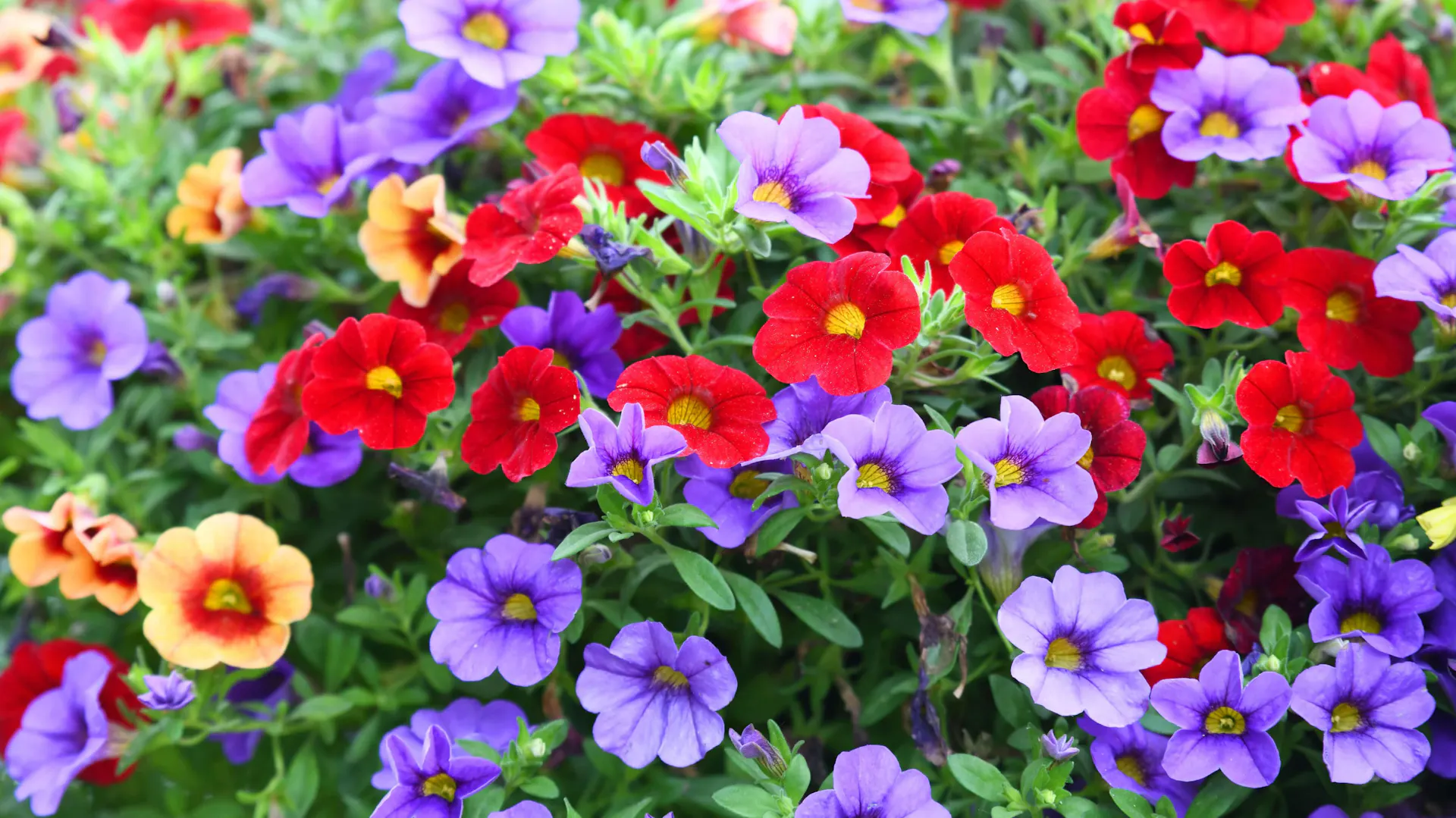 Czerwone, fioletowe i pomarańczowe kwiaty petunia hibrida.