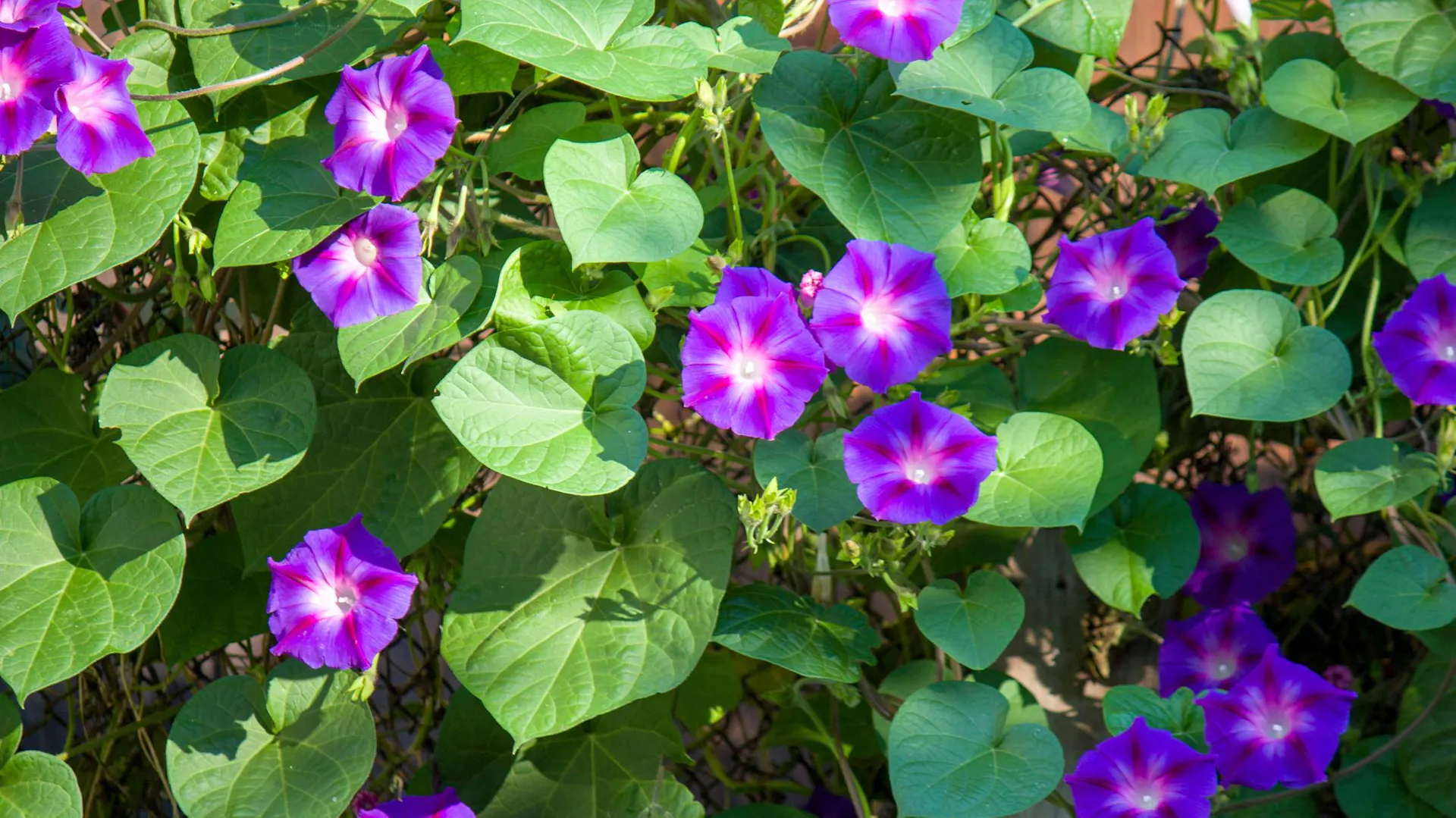 Wilec purpurowy.