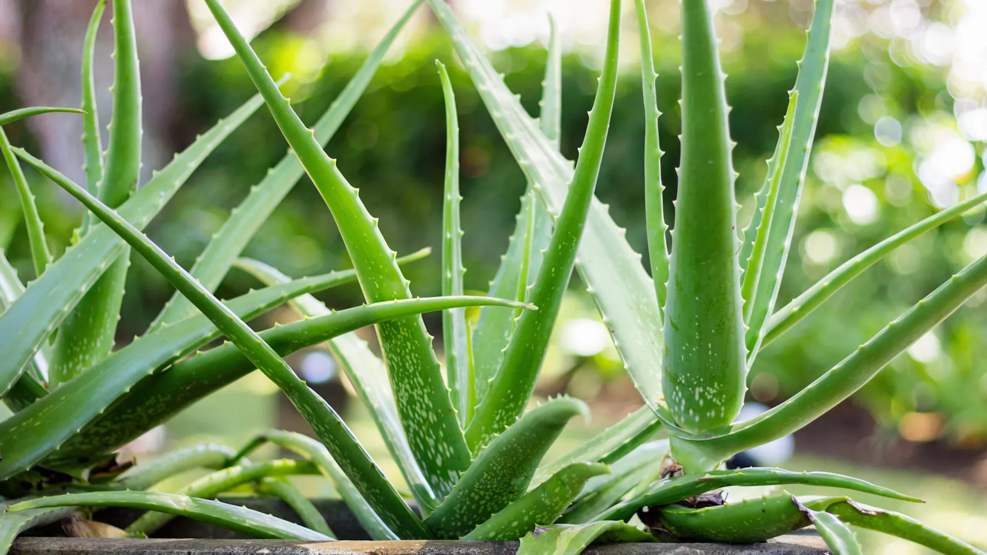 Aloes leczniczy rośnie w doniczce terakoty.
