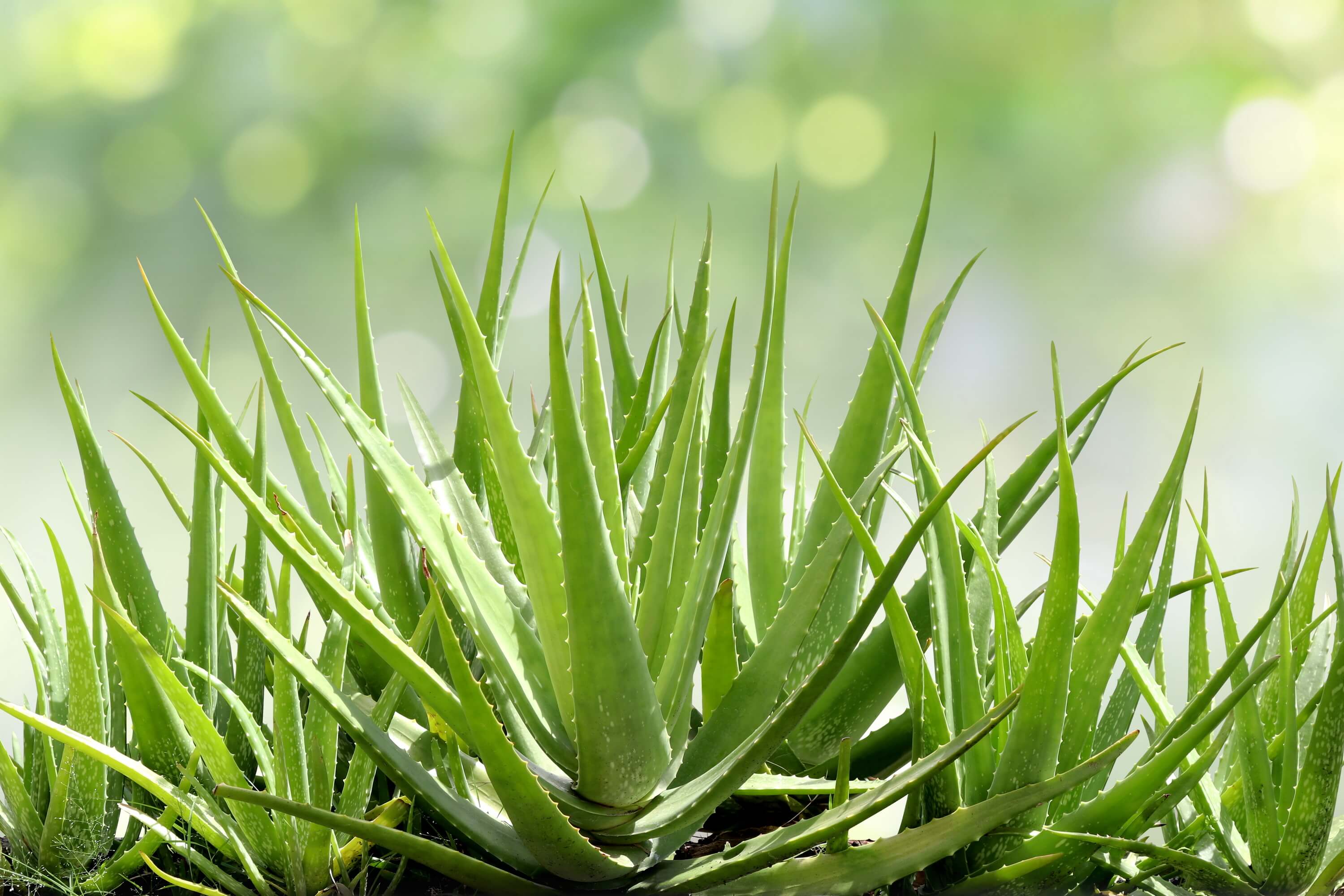 aloe vera gegen arthrose Aloe Vera Gel – 100% Feuchtigkeit [Kühlend & Pur]
