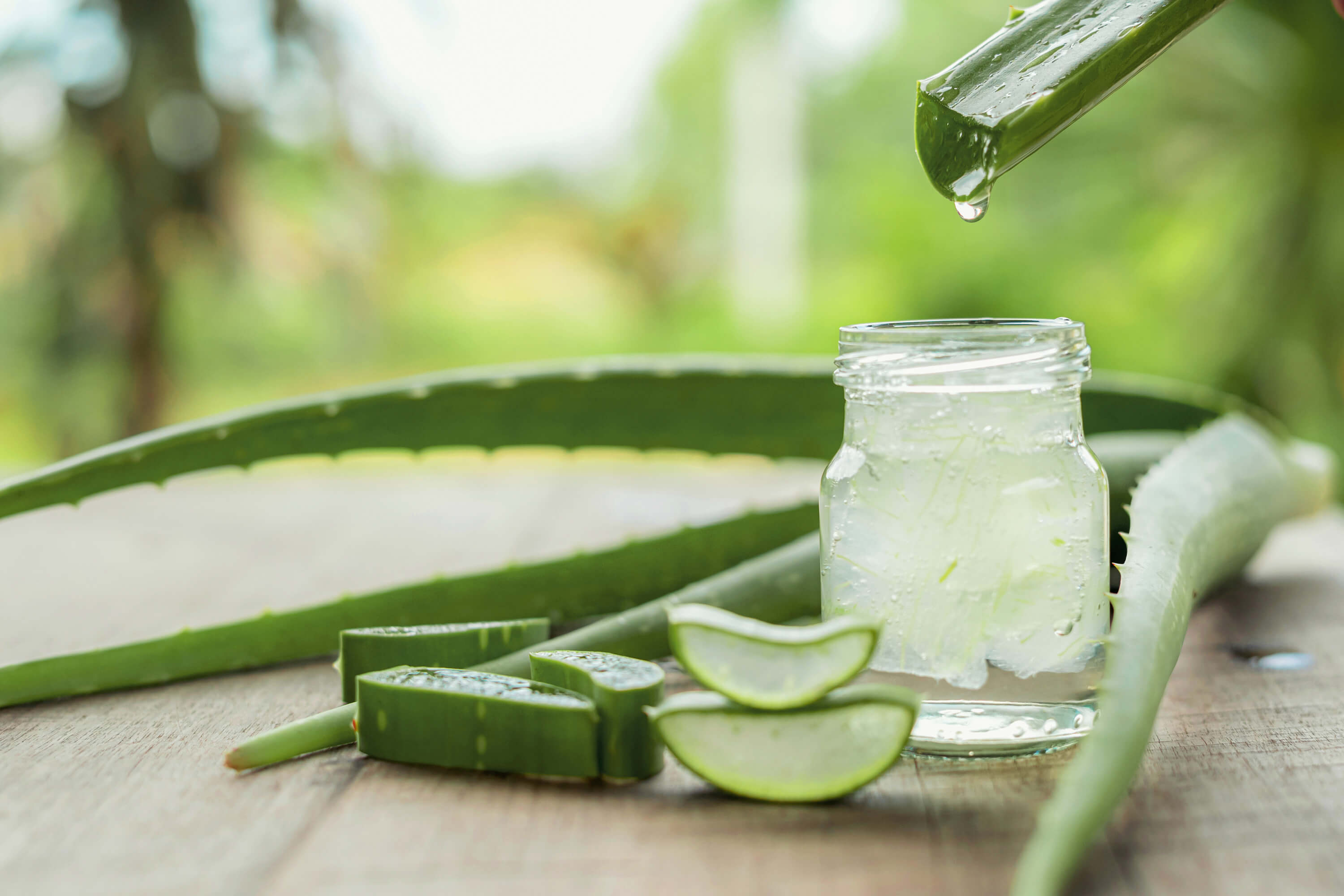Aloes zwyczajny  uprawa i waciwoci | Leksykon Rolin OBI