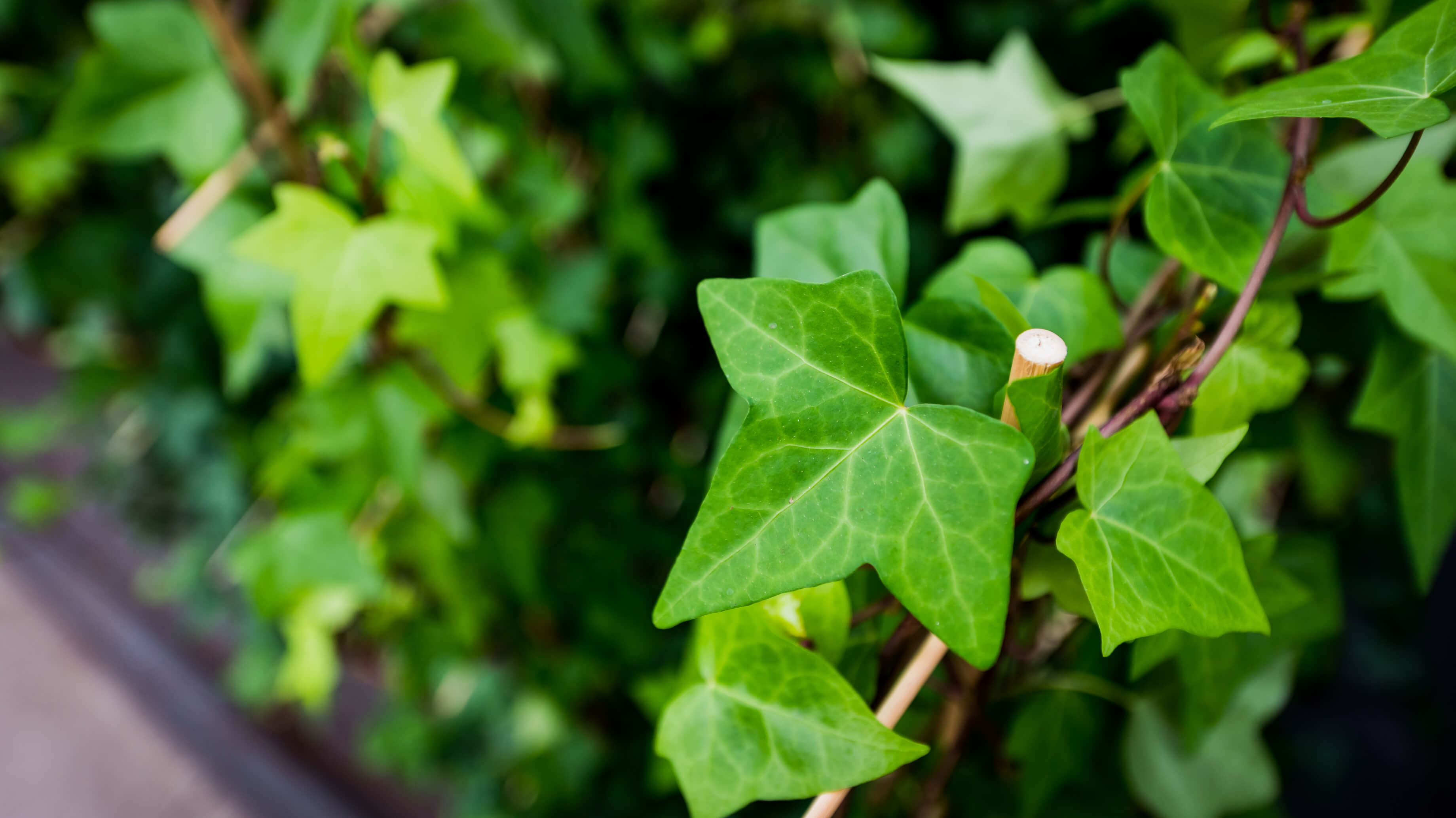 Jak dba o bluszcz (Hedera L.) w domu? | Leksykon rolin OBI