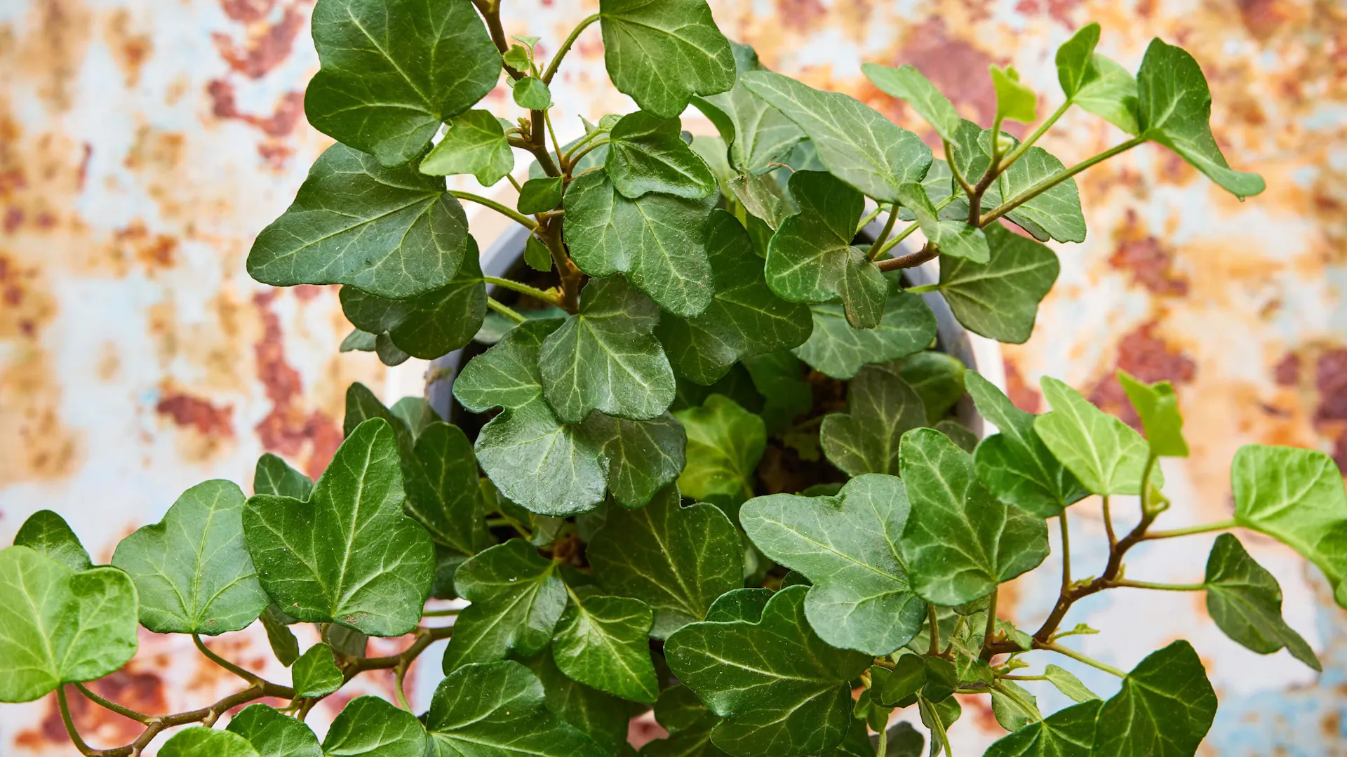 Bluszcz zwyczajny hedera w doniczce