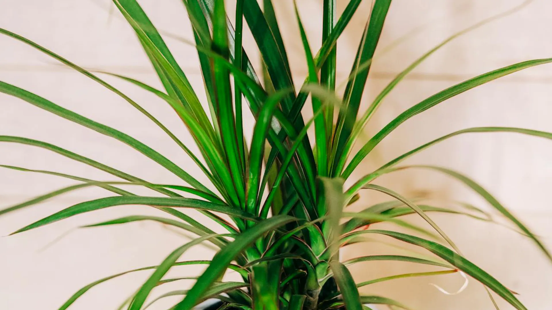Dracena w białej doniczce