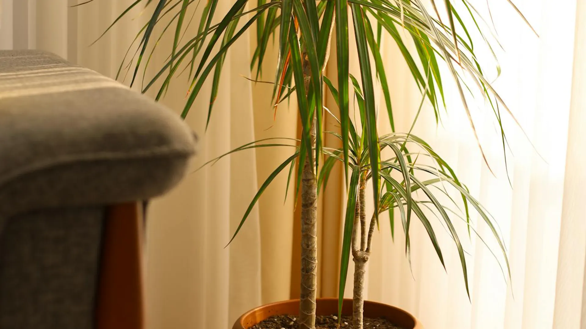 fargesia moontears höhe Fargesia 'MoonTears'® Boobux