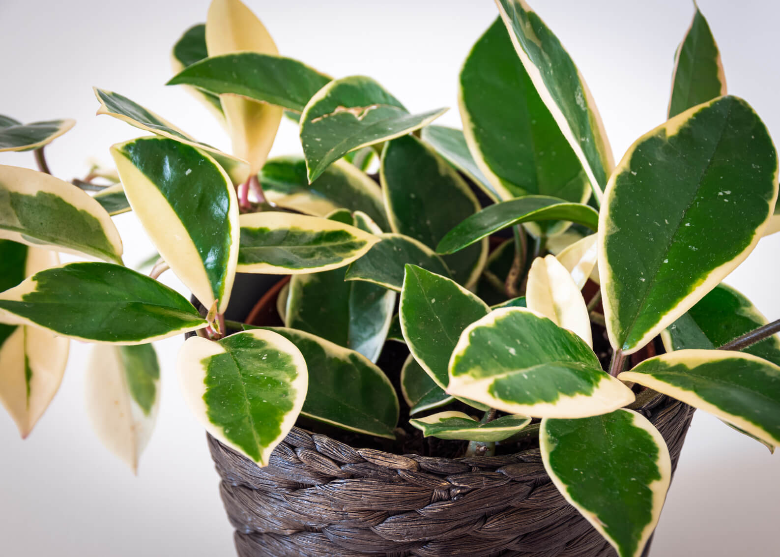 Hoya carnosa variegata rośnie w doniczce.