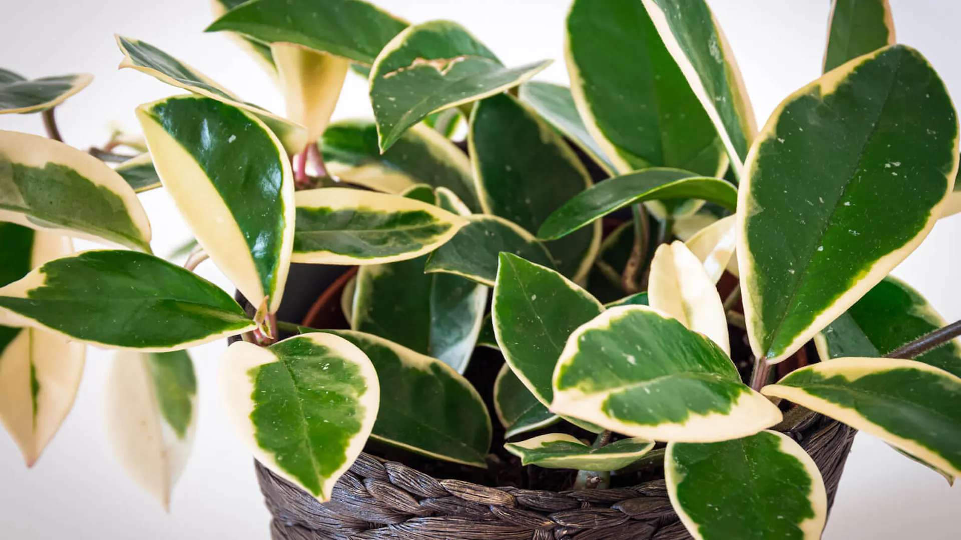 Hoya carnosa variegata rośnie w doniczce.