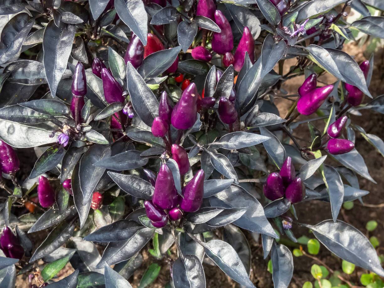 Fioletowa papryka roczna.