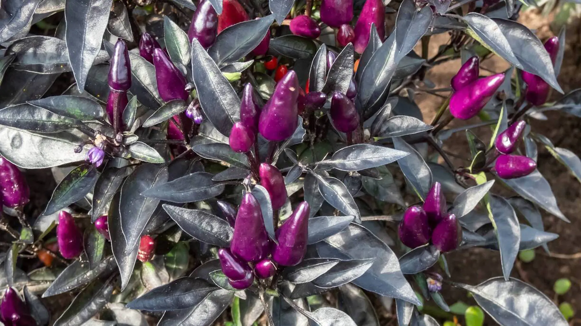 Fioletowa papryka roczna.