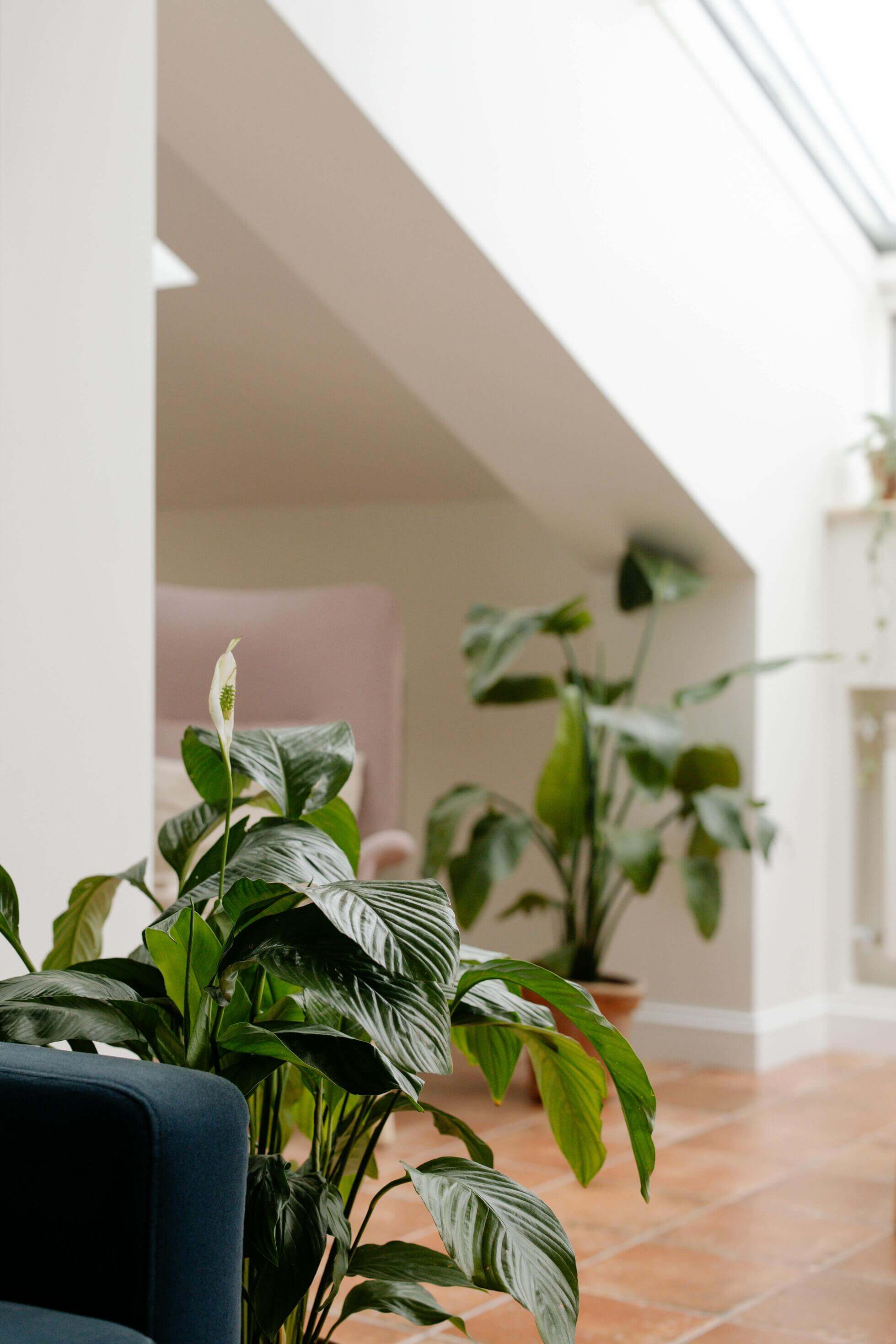 Spathiphyllum Adans. jako roślina oczyszczająca powietrze