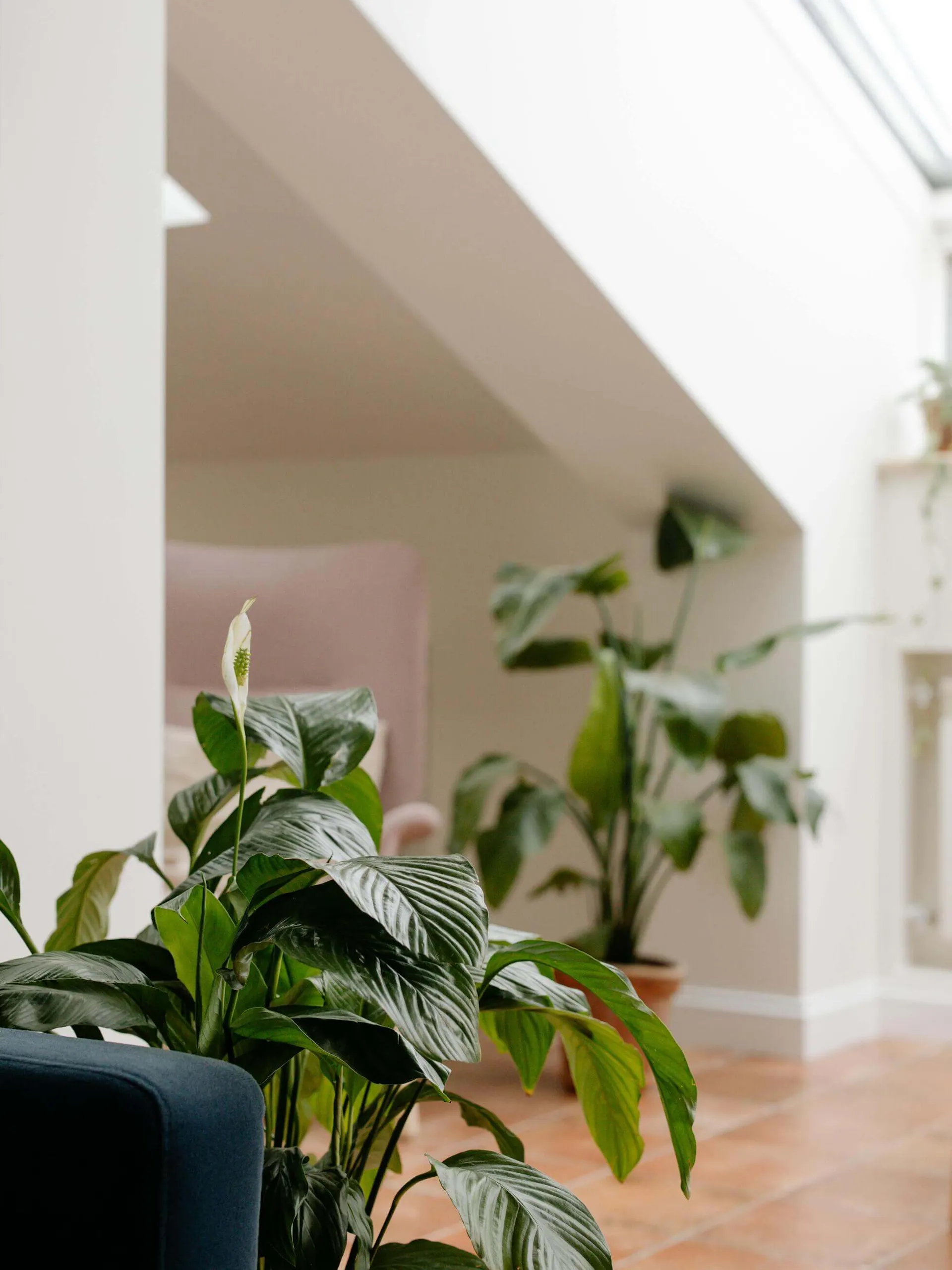 Spathiphyllum Adans. jako roślina oczyszczająca powietrze
