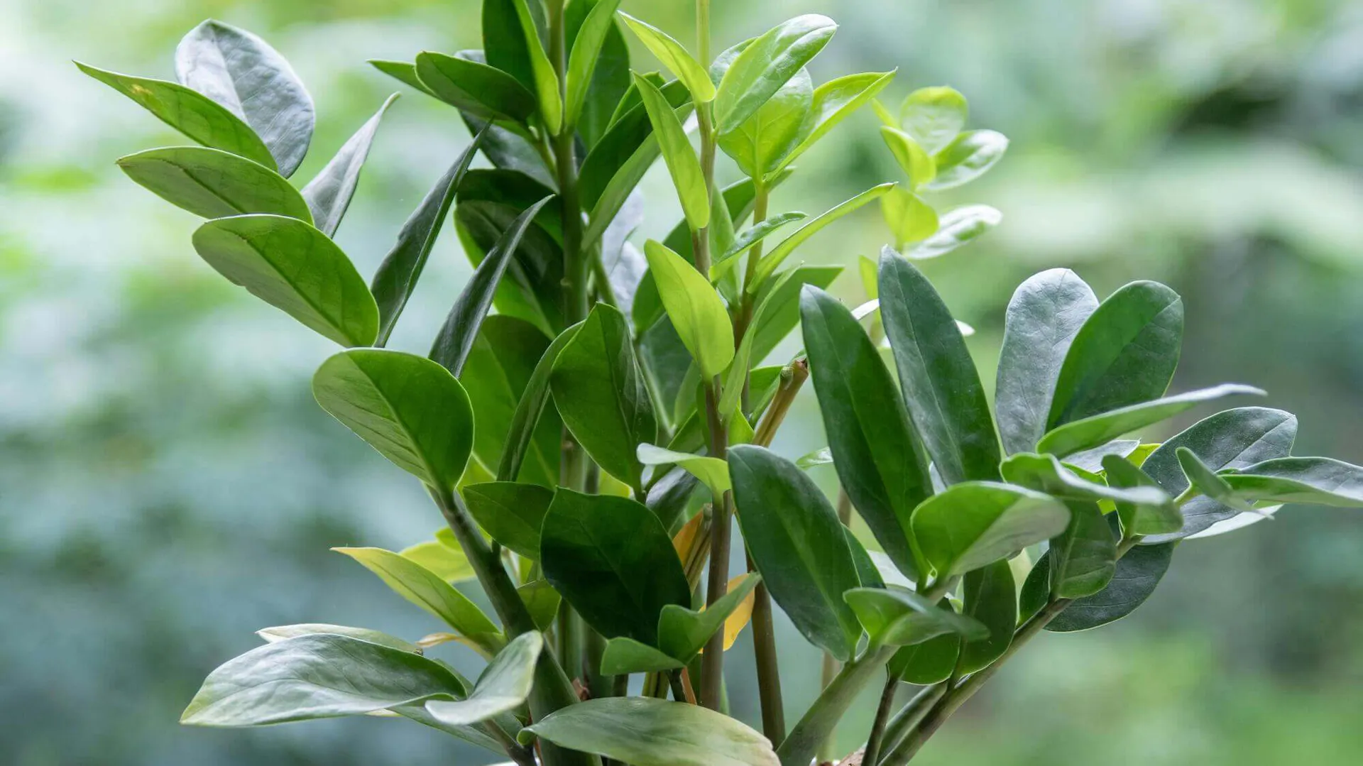Domowa roślina zamioculcas